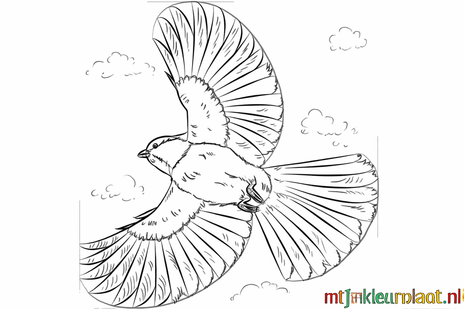 Detailtekening van de veren in de vleugels en kleine teentjes aan de pootjes.