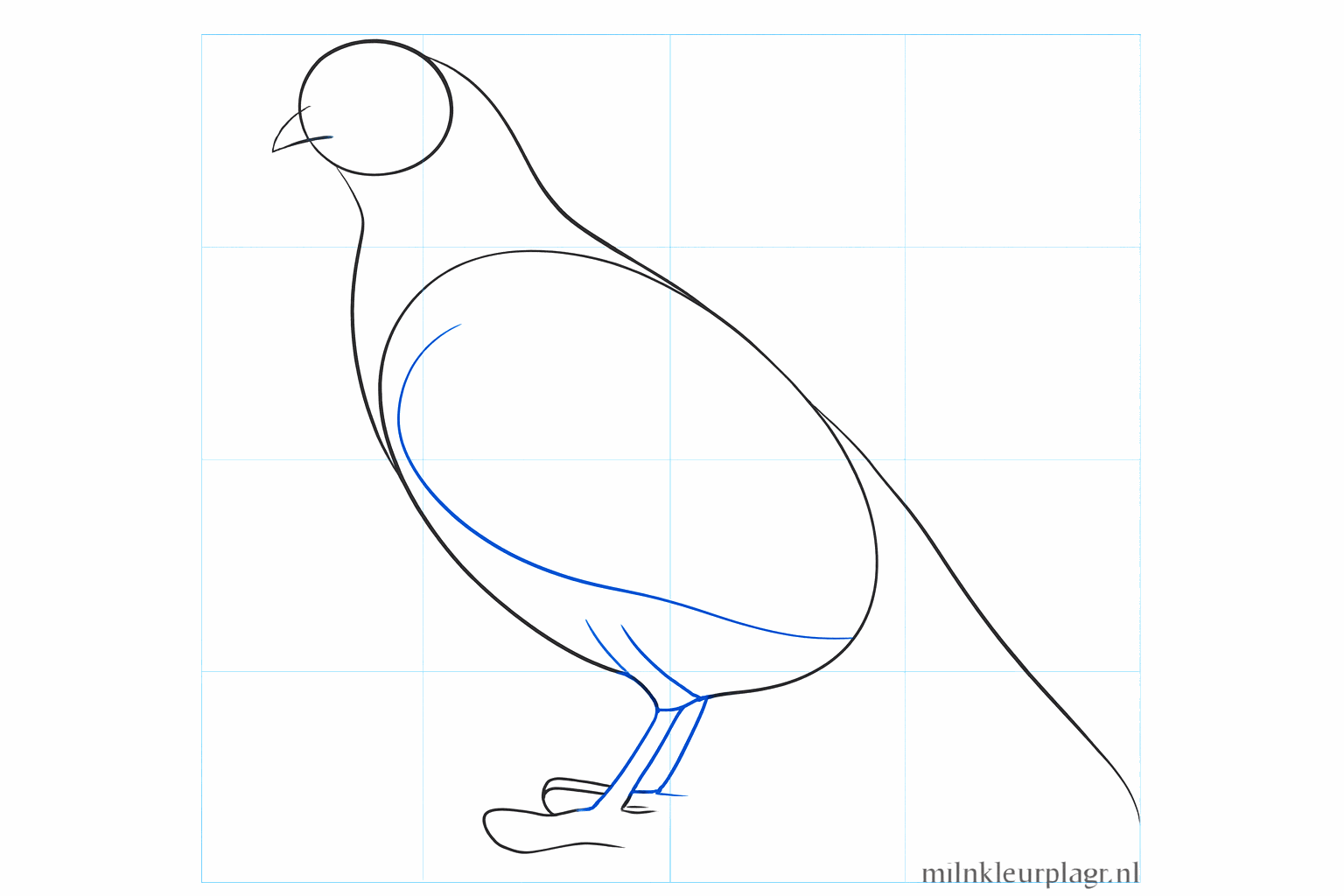 Hulplijnen voor de vleugel en de pootjes van de kwartel.