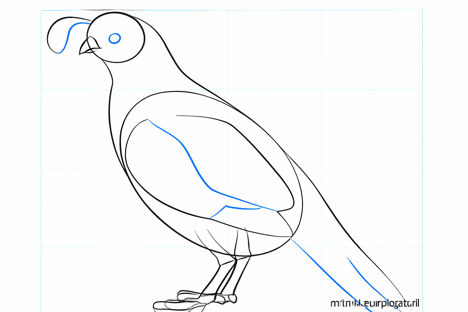 De vogel krijgt een kuifje op zijn kop en een brede staart.
