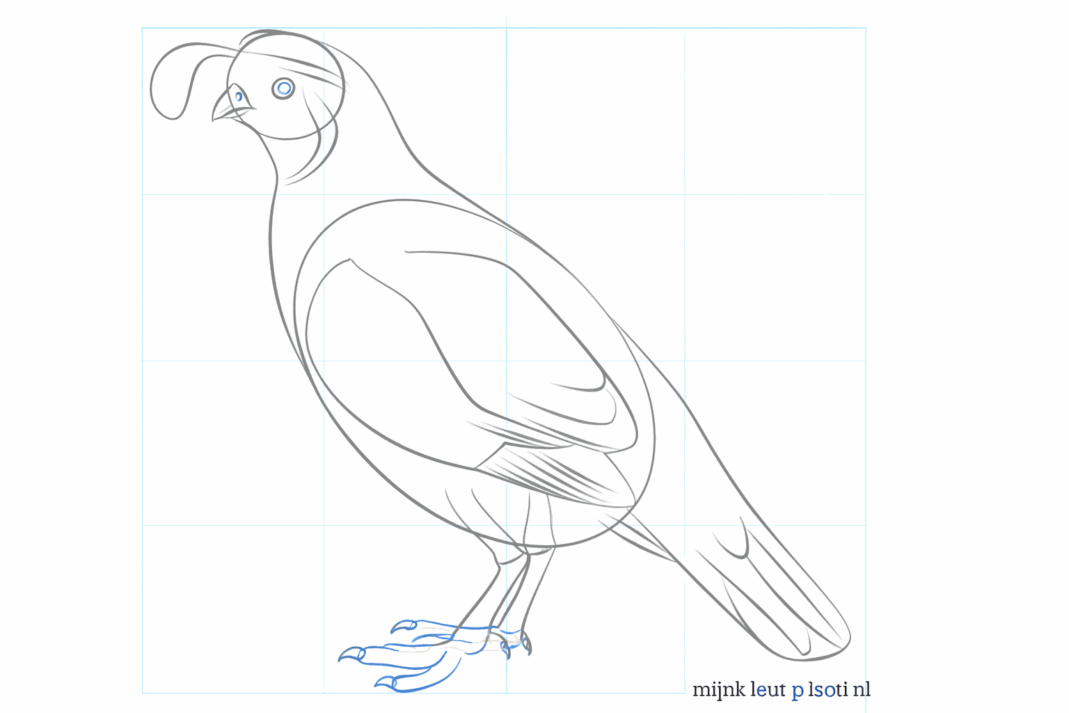 Detailtekening van het oog en de teentjes van de vogel.