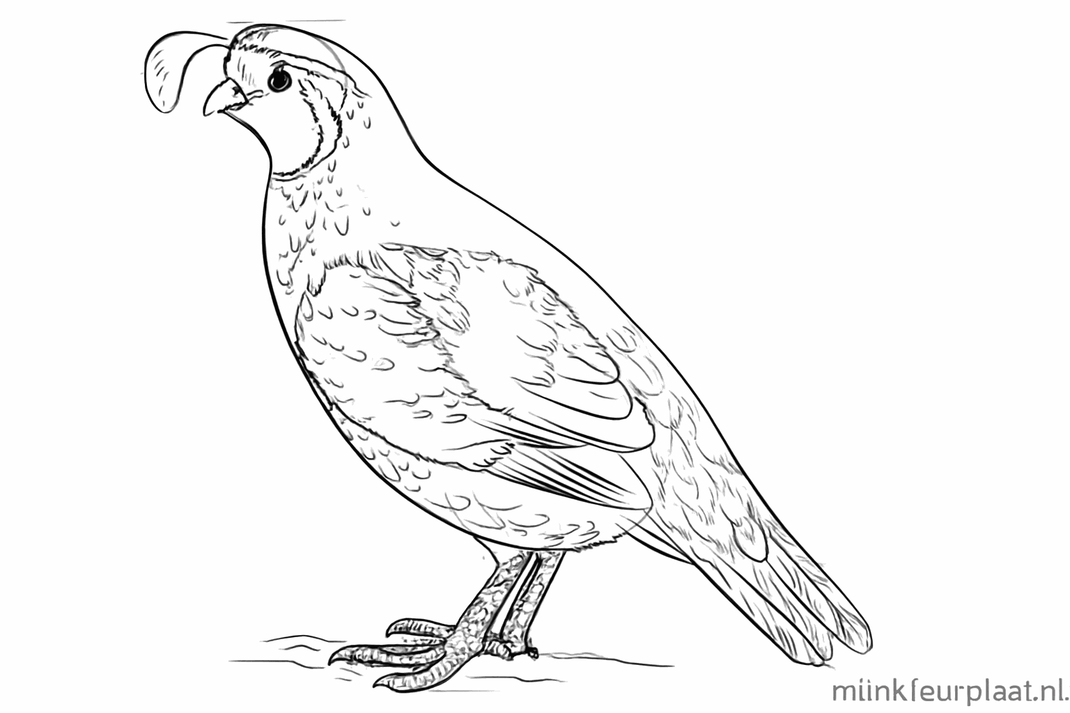 Details van veertjes en nageltjes toegevoegd aan de tekening.