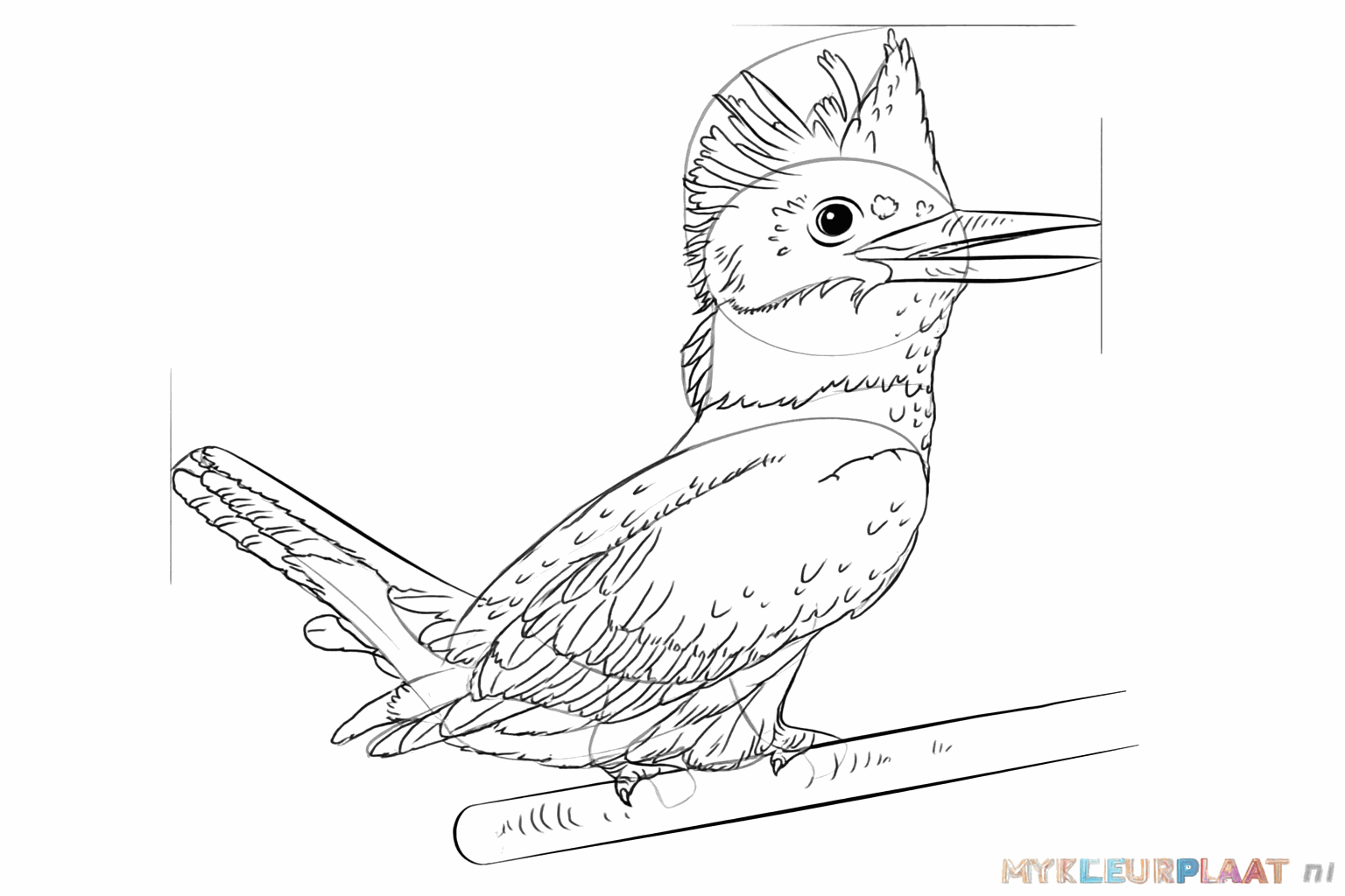 Details toevoegen aan de vleugels en de snavel van de ijsvogel.