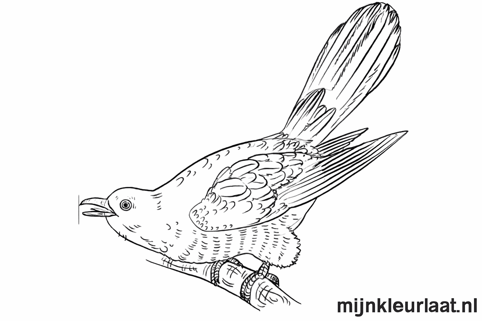 Pootjes van de koekoek die om een boomtak klemmen.