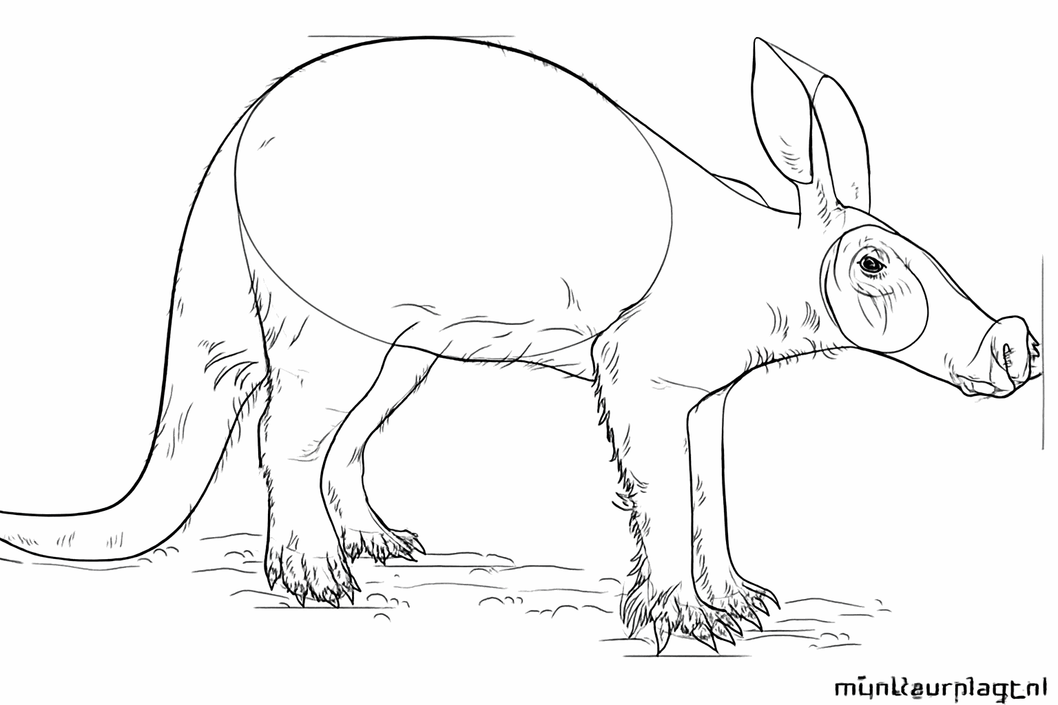 Kleine klauwtjes en neusgaten toegevoegd aan de tekening.