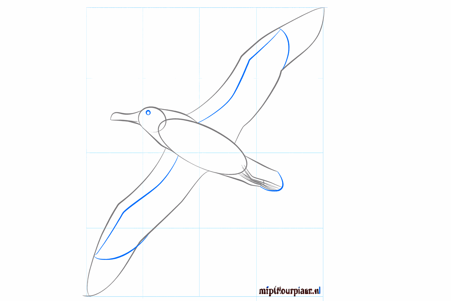 Details van de poten en de contouren van de vleugels.