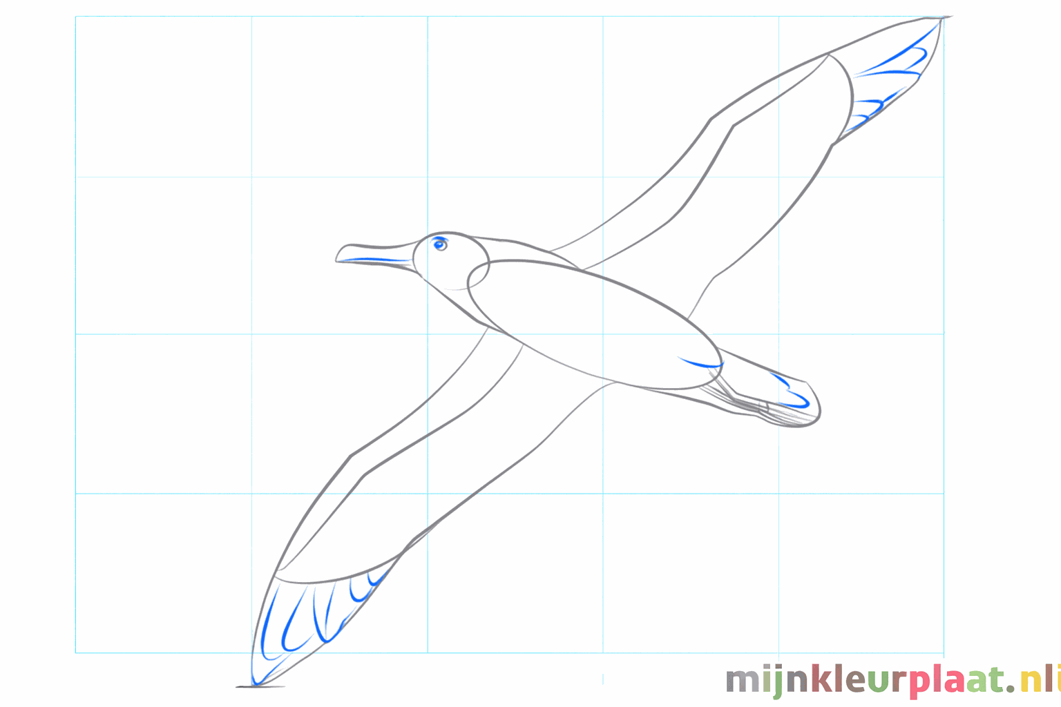 Het oog en de staartveren van de albatros getekend.