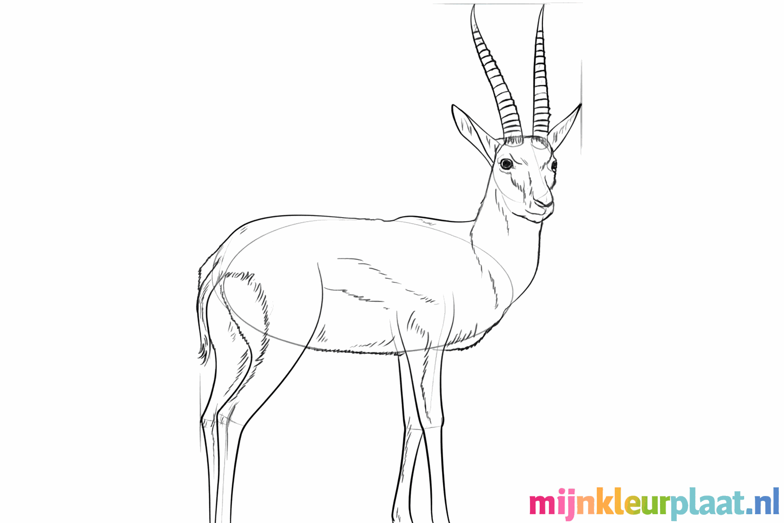 Details zoals de streep op de flank en een glanzend oogje.