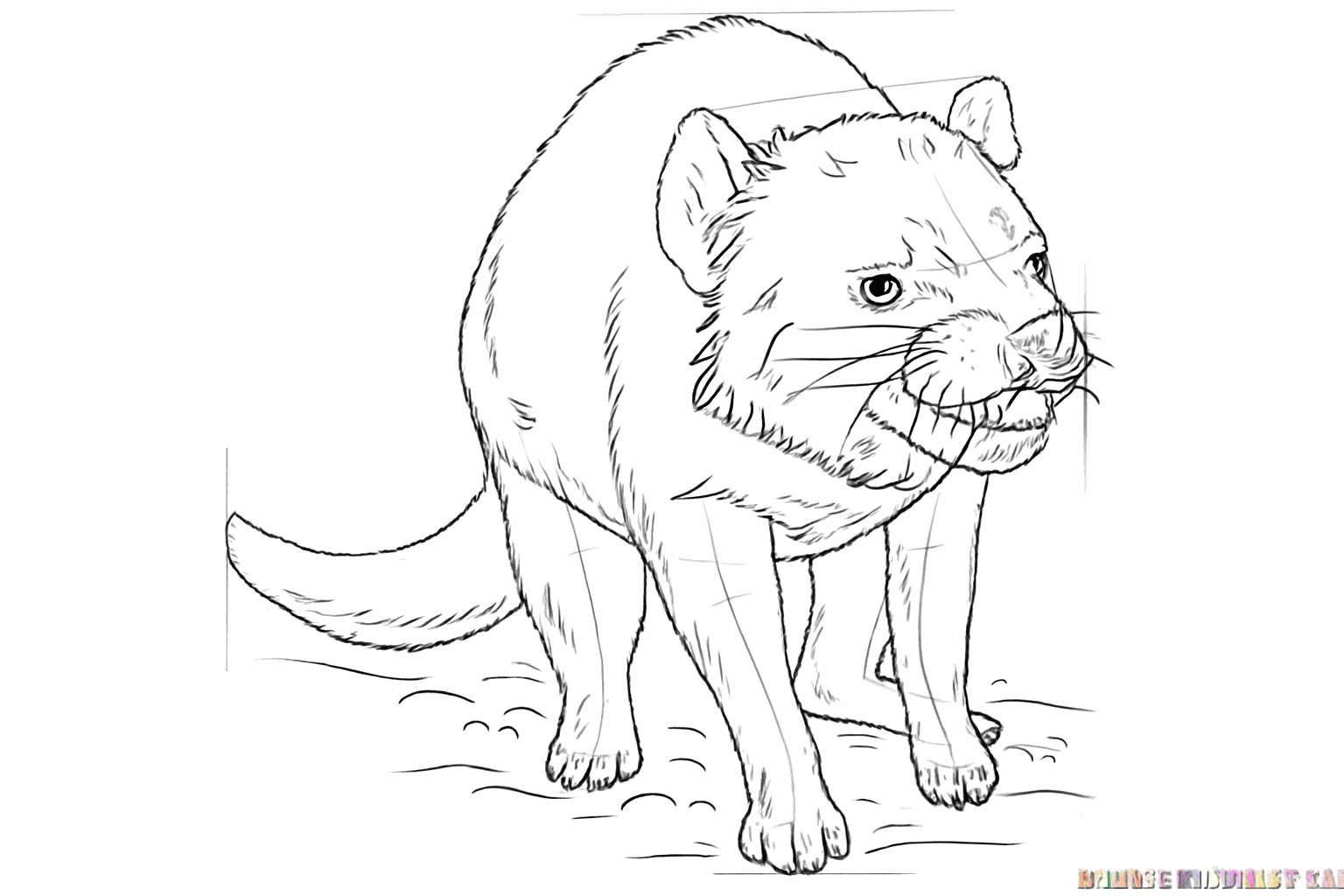 De staart is nu dikker en er zijn overal korte streepjes voor de vacht.