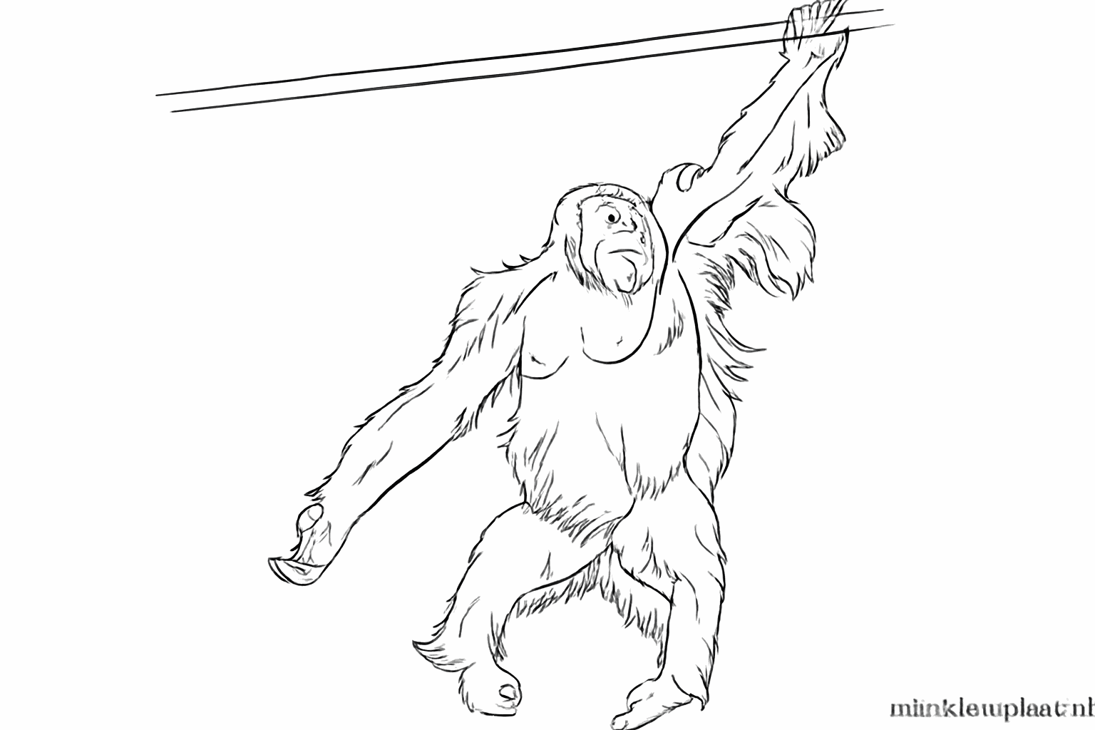 Lijntjes die de harige vacht van de orang-oetan laten zien.