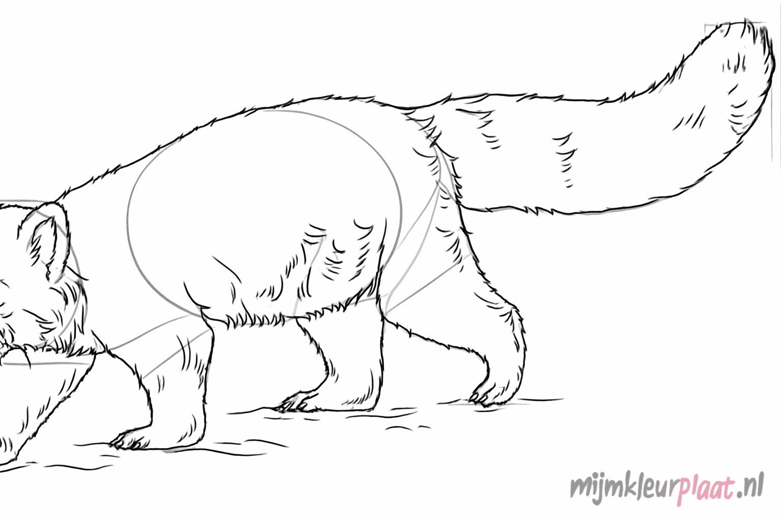 Details zoals klauwen en de kenmerkende ringen op de staart.