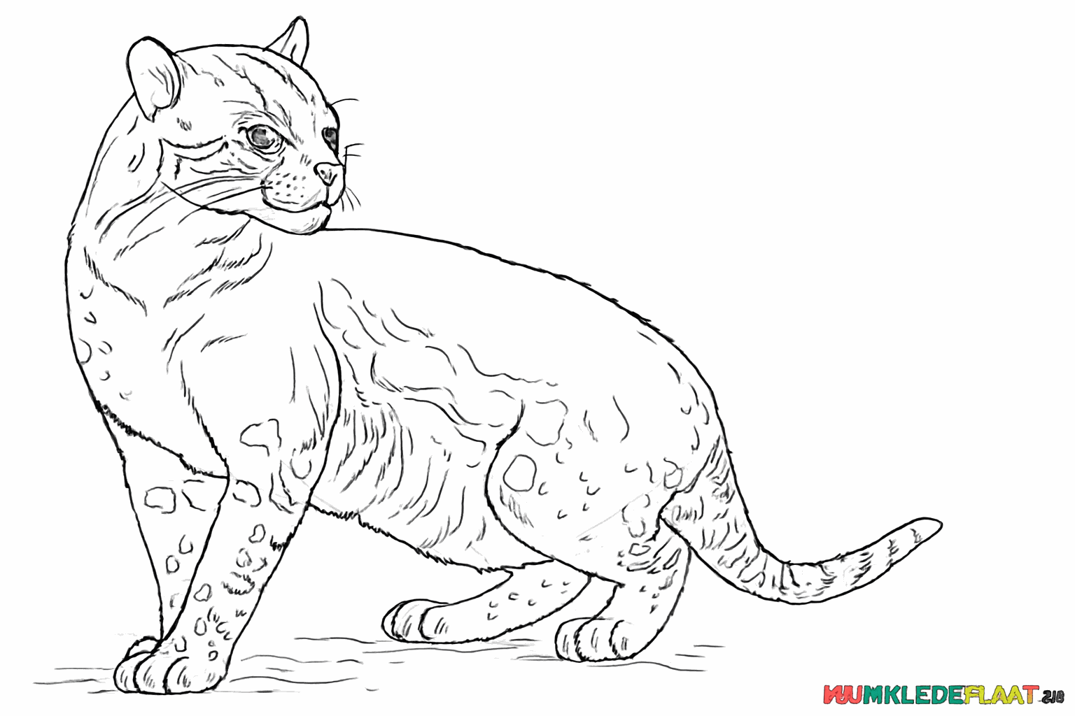 Ocelot met vlekkenpatroon en kleine details in het gezicht.