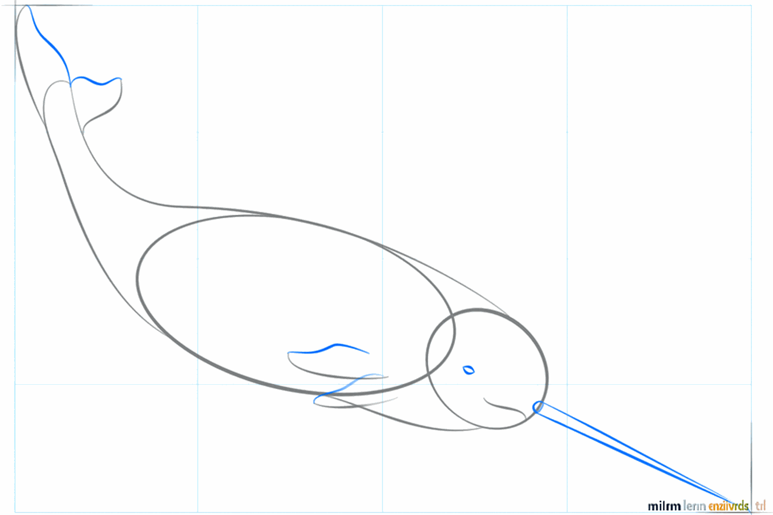 De vinnen en de staart van de narwal krijgen hun definitieve vorm.