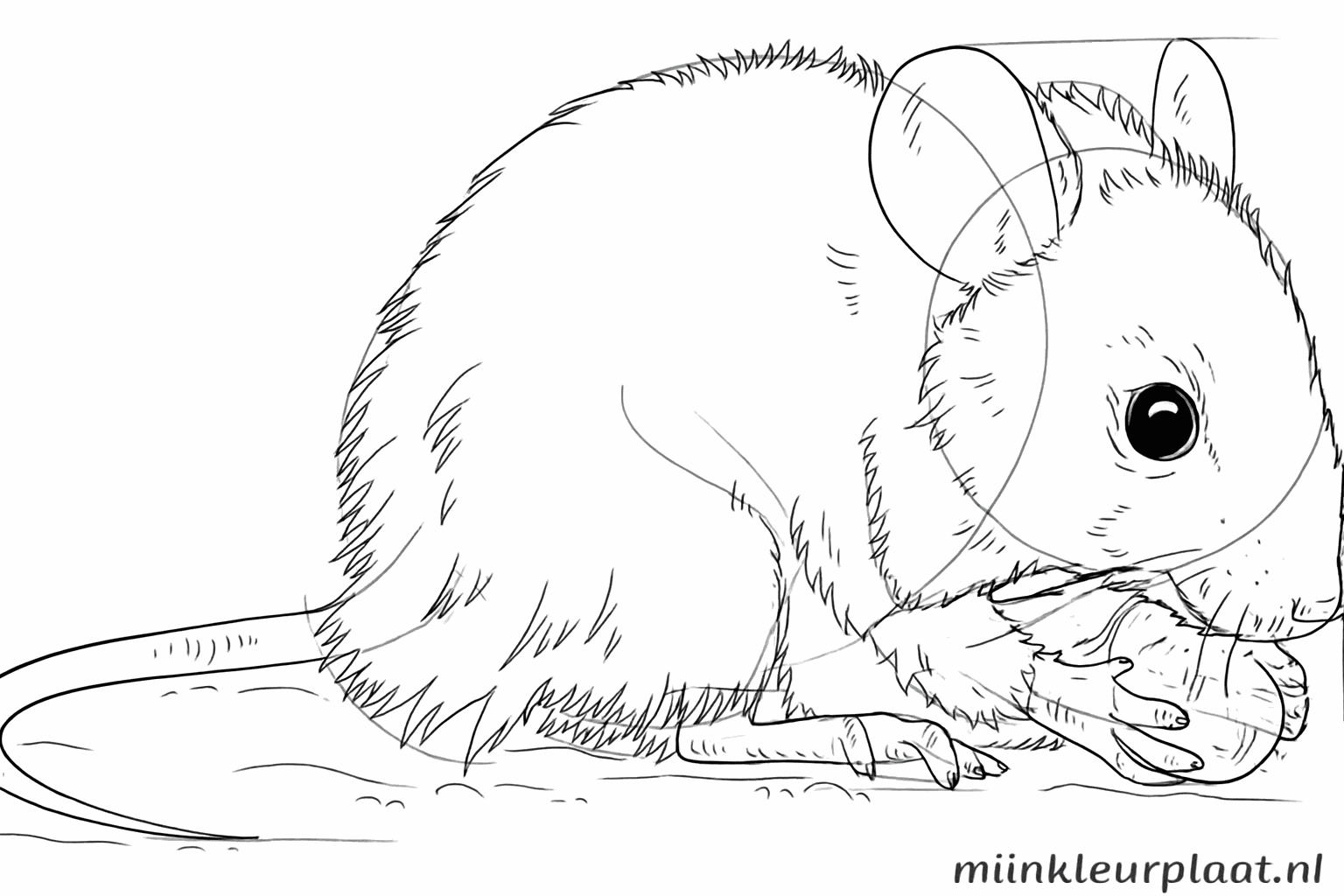 Details van de vacht en nageltjes aan de pootjes tekenen.