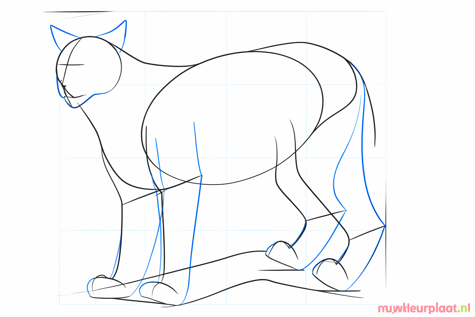 Schets van de dikke poten, de snuit en de spitse oren van de lynx.