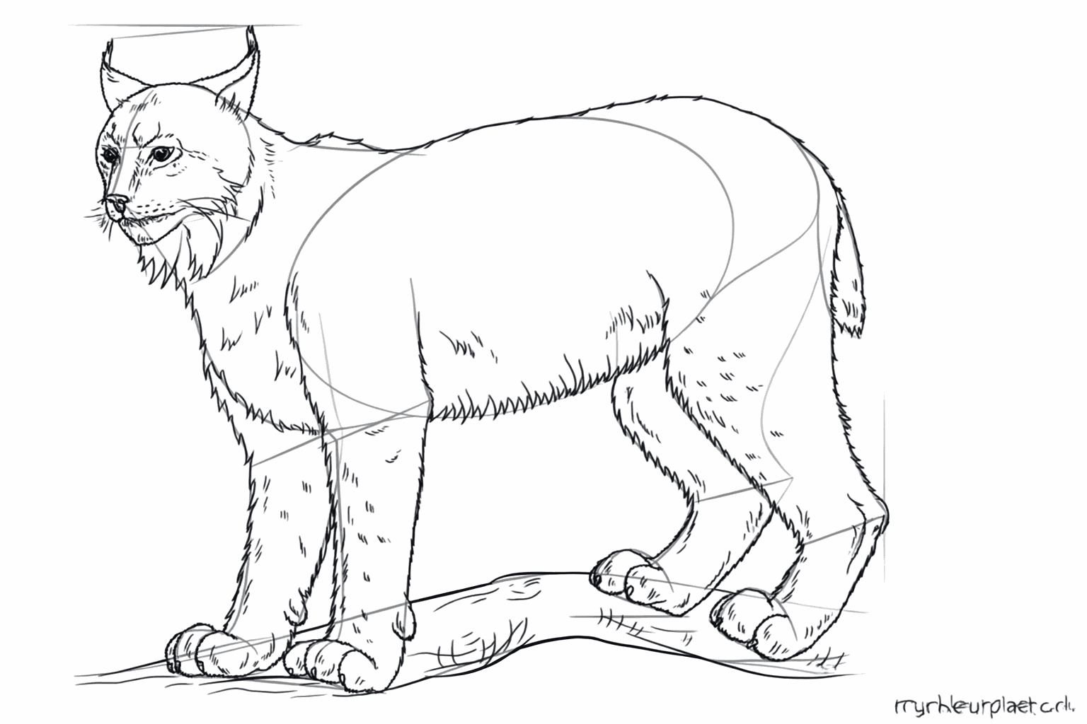 De lynx krijgt een harige textuur door kleine streepjes over het hele lichaam.