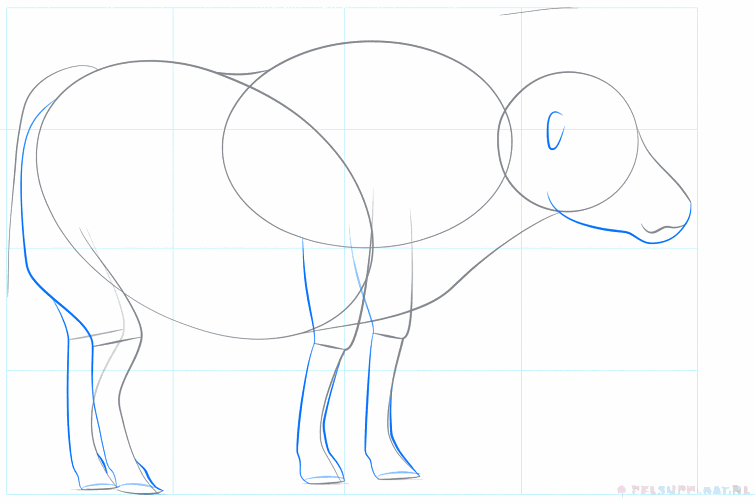 De jak krijgt oren en dikkere vormen voor de poten.