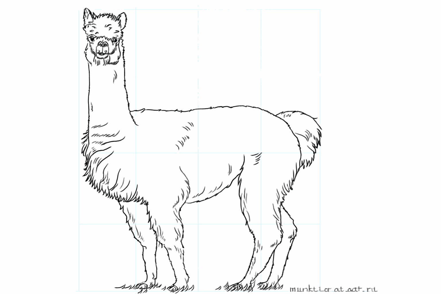 Een schattige alpaca tekenen
