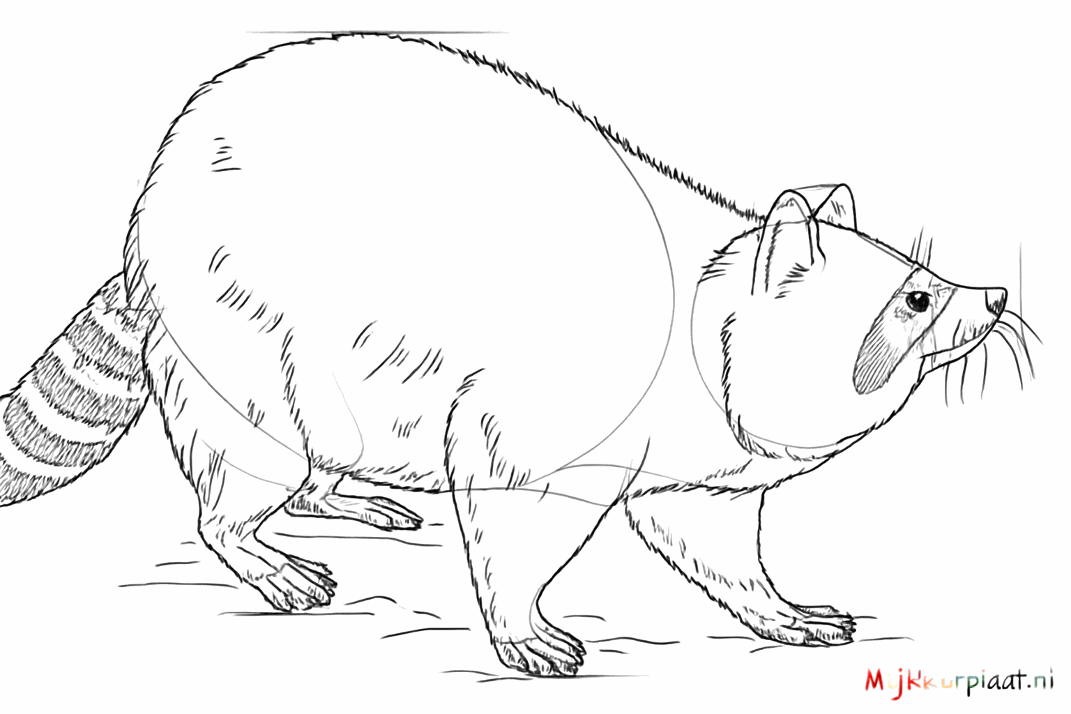 Gezicht van de wasbeer met een neus en het masker rondom de ogen.