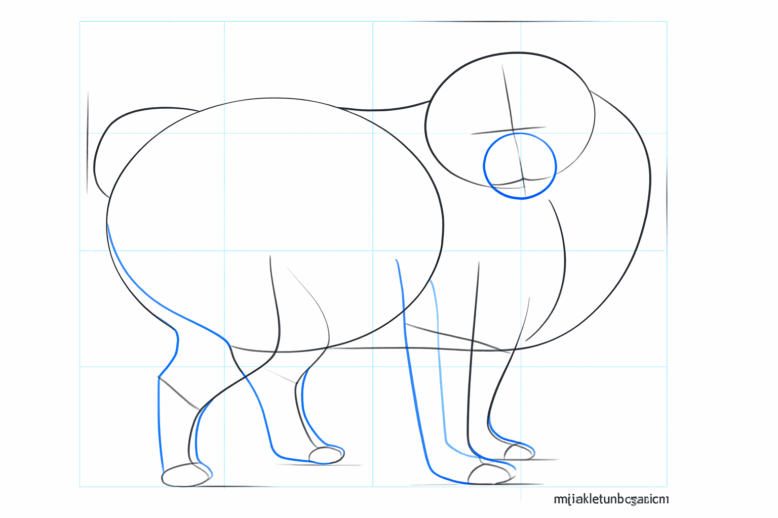 Cirkel voor de snuit en dikkere vormen voor de voor- en achterpoten.
