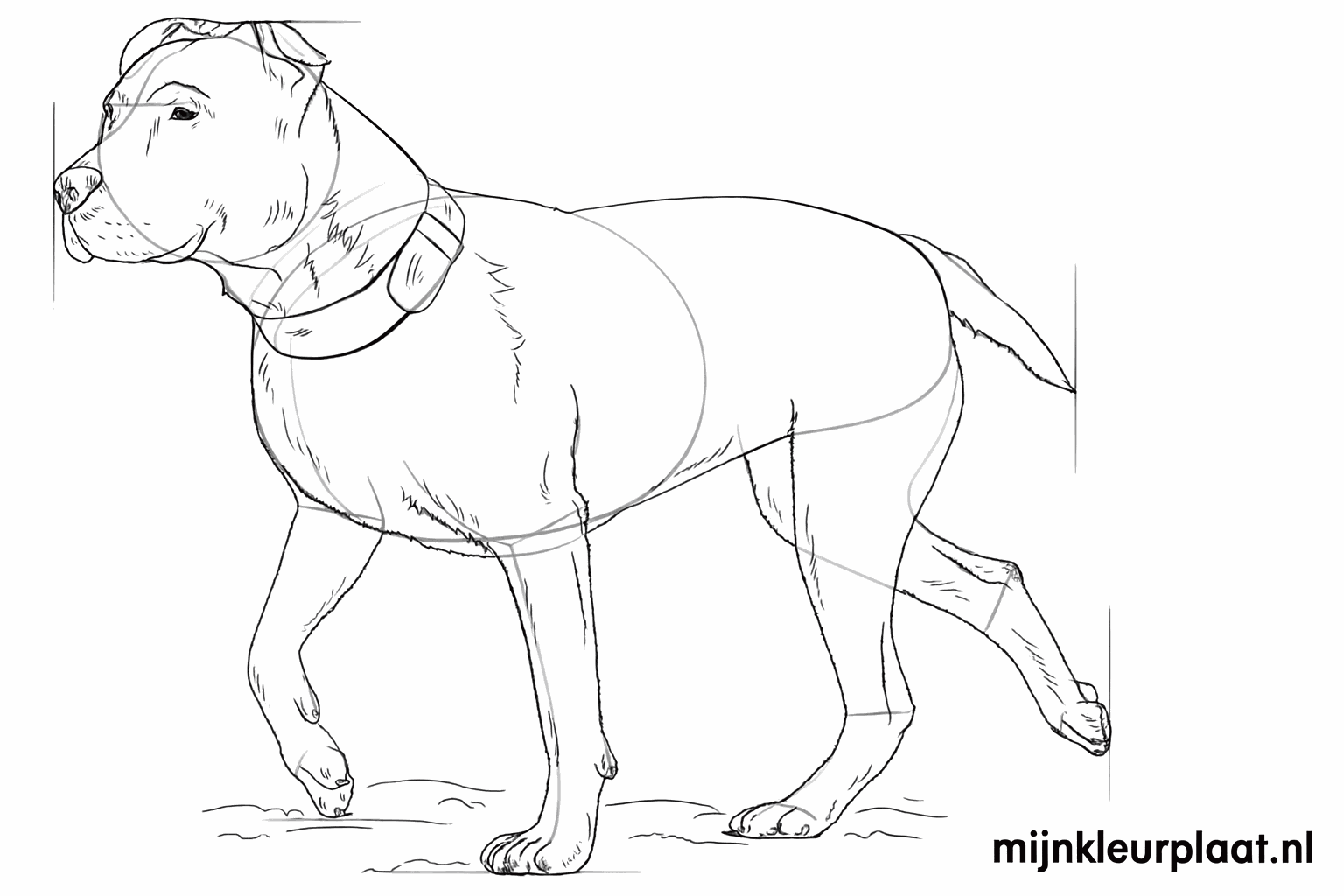 Een hond met een halsband en kleine details op de pootjes.