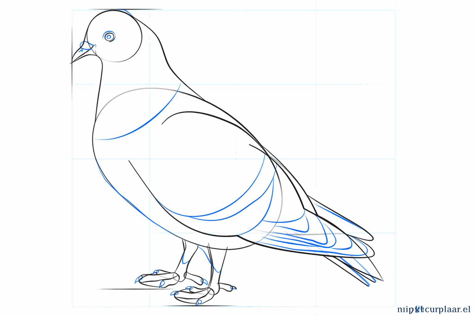 Details zoals het oog en de teentjes van de duif toevoegen.
