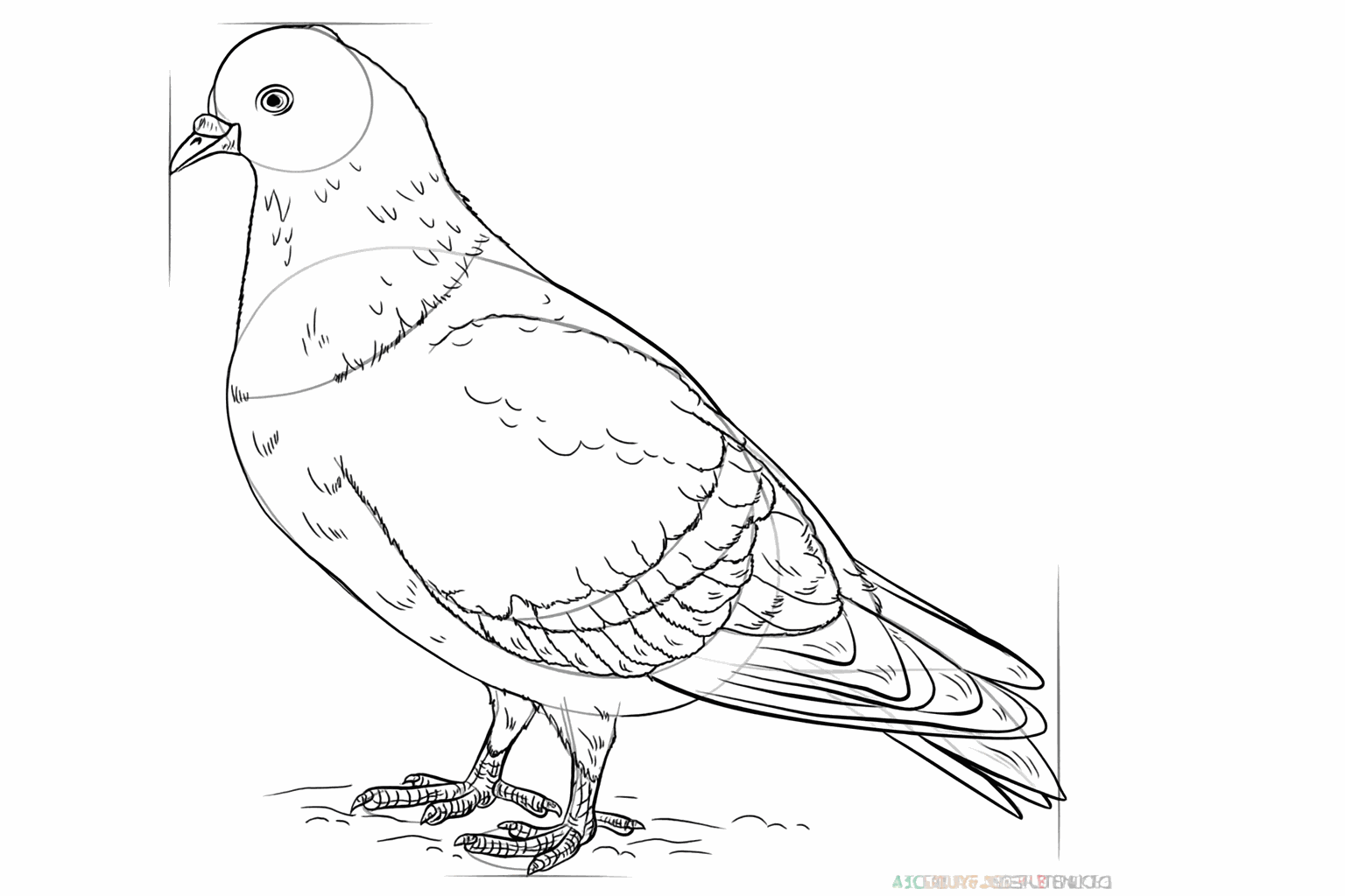 De details van de veren en de pootjes verfijnen.