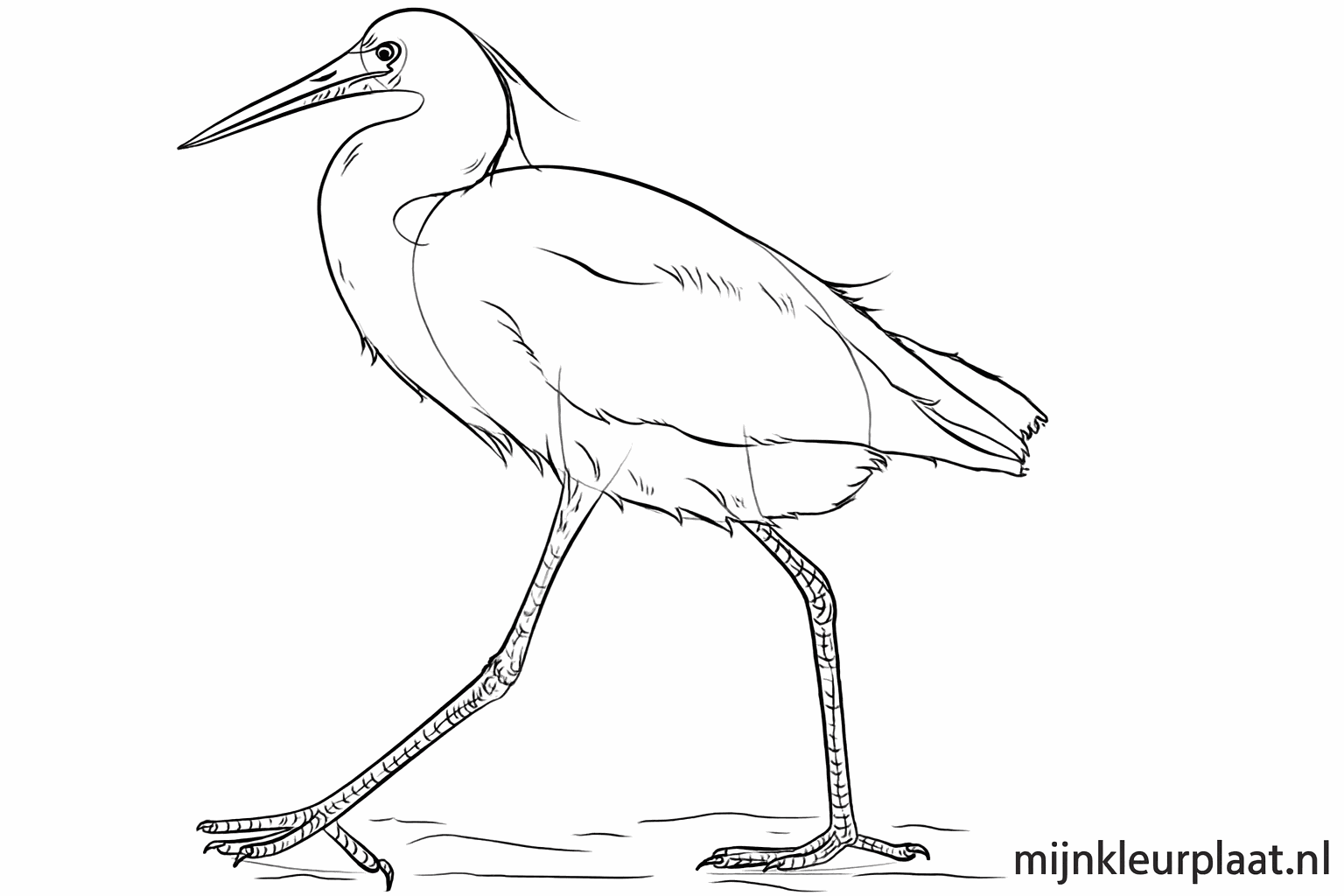 Details van de veren op de vleugels en het lichaam van de vogel.