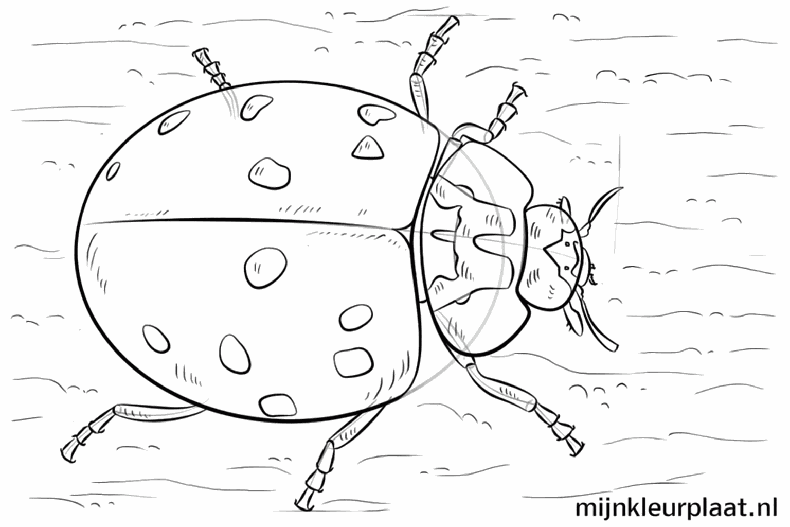 Een lieveheersbeestje met ronde stippen op zijn rug en kleine haartjes op de pootjes.