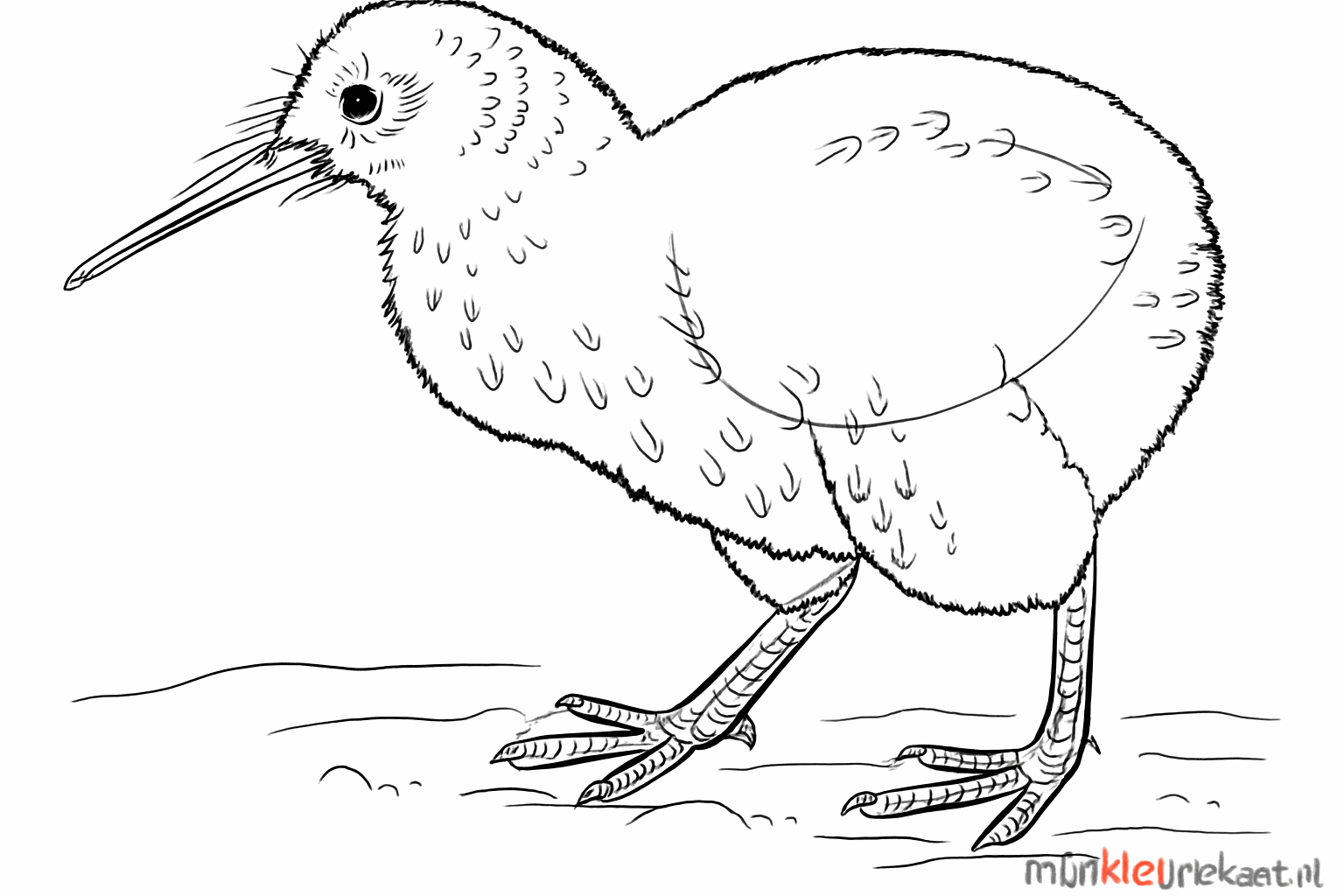 Tekenles kiwi vogel stap 6: Oogje tekenen en het lijf een harige textuur geven.