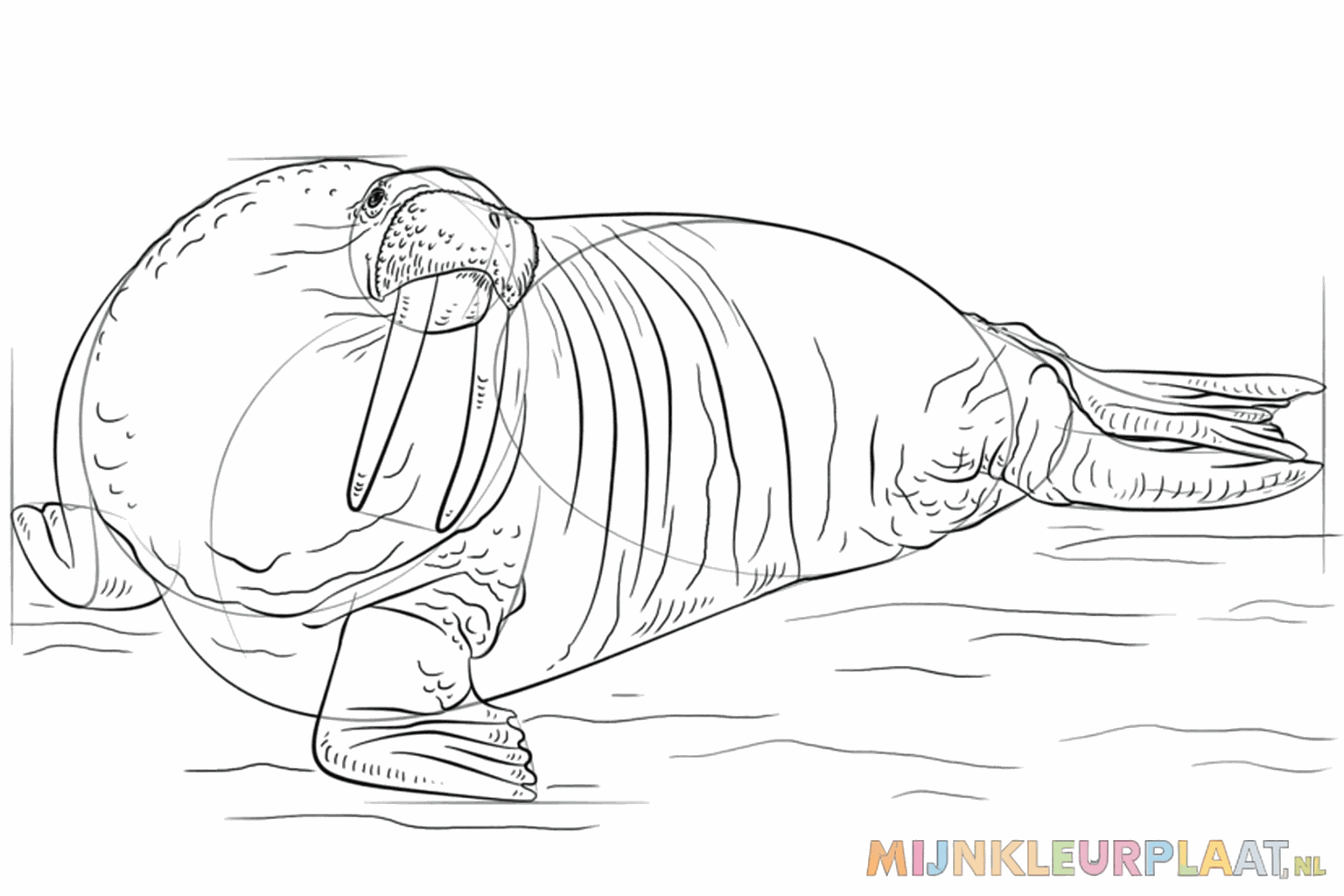 Details van de achtervinnen en huidplooien in de nek.