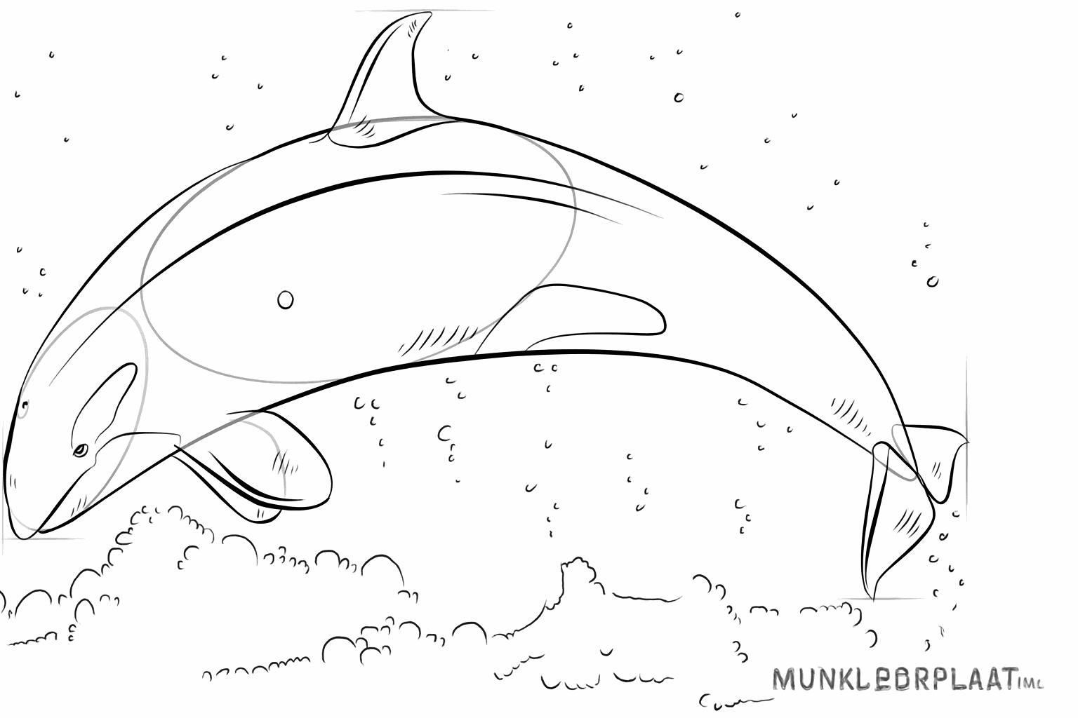 Details van de vlekken op het lichaam van de springende orka.