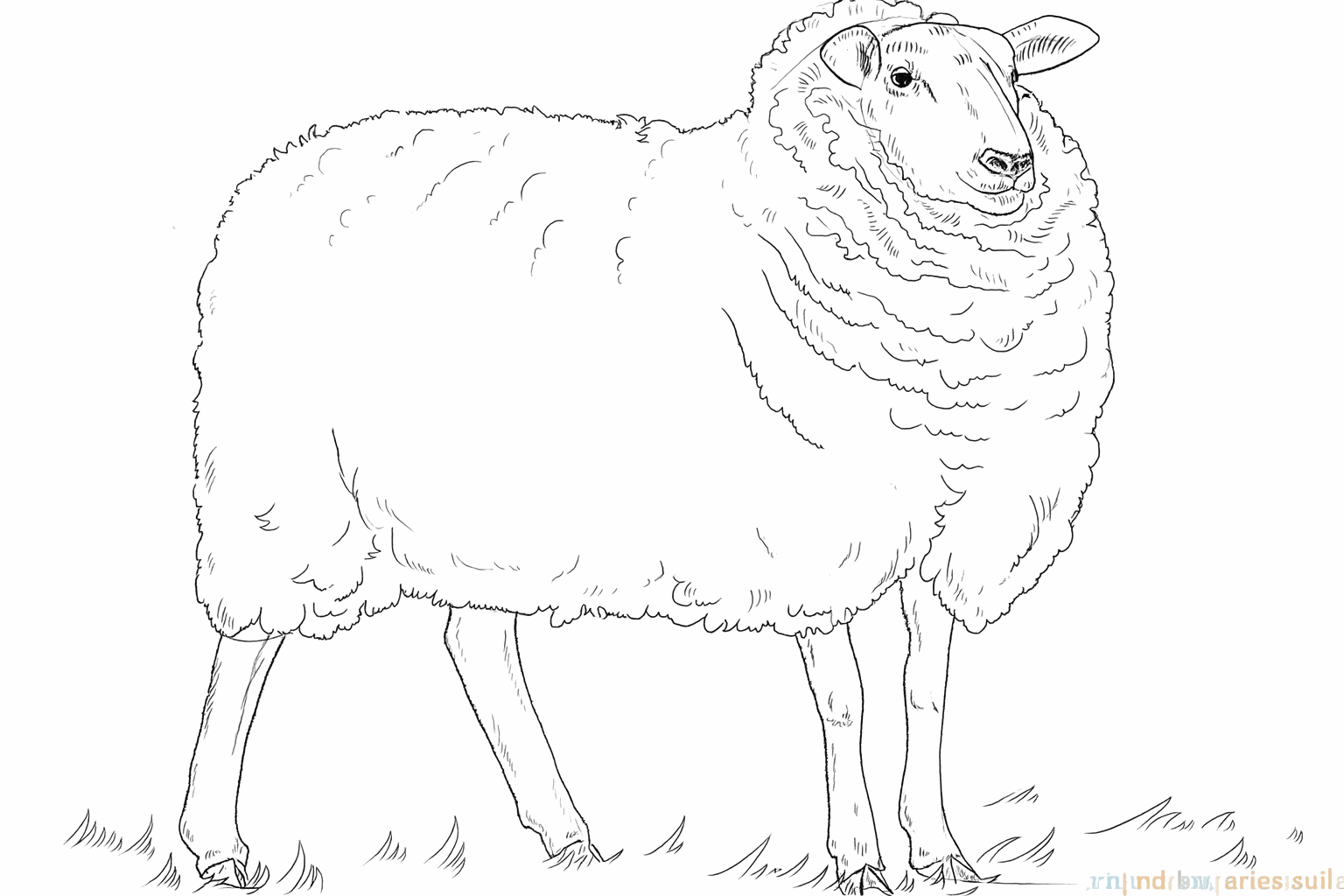 Golvende lijnen die een zachte, wollige vacht om het lichaam van het schaap vormen.