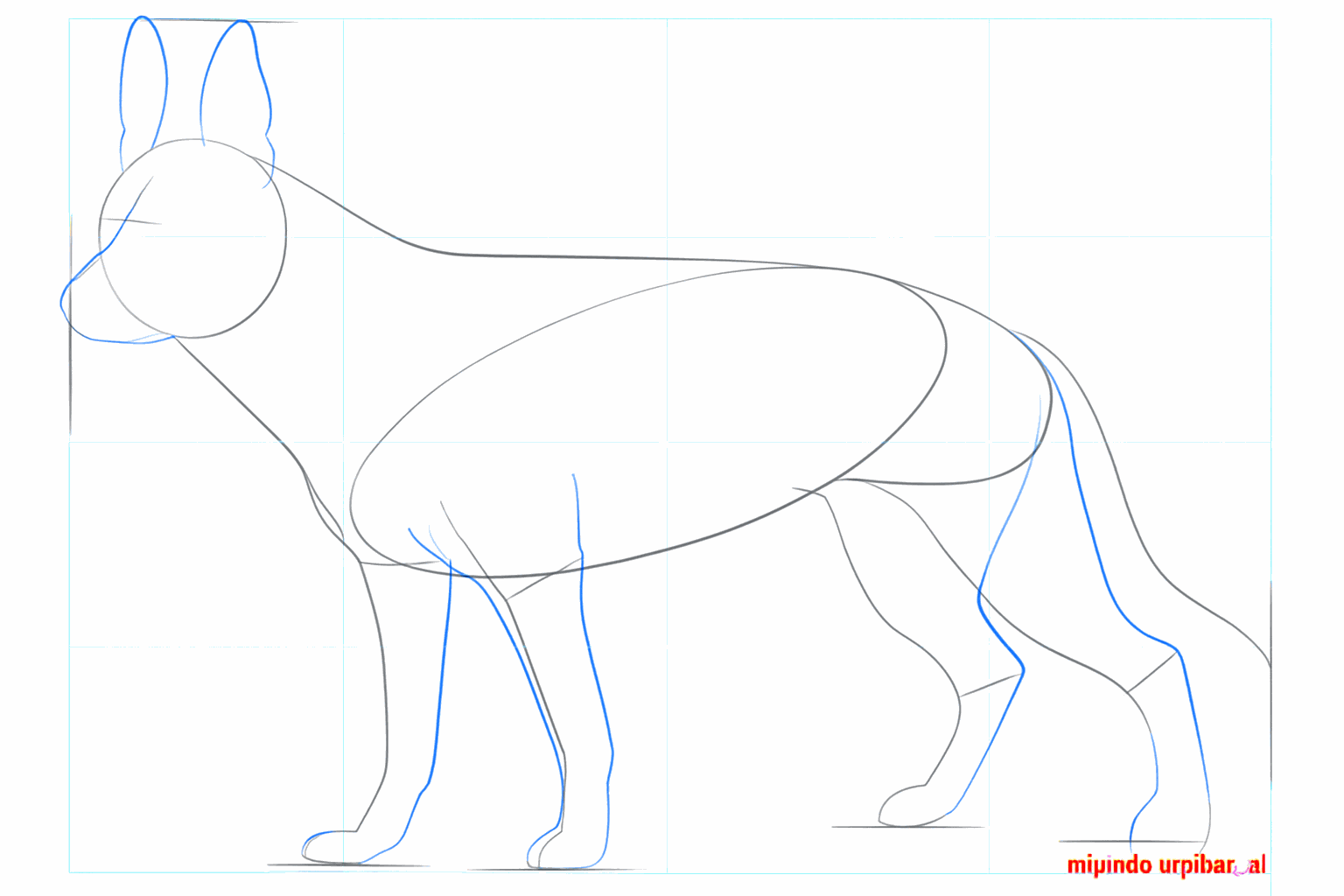 Dikke poten en grote driehoekige oren bovenop de kop van de herder.
