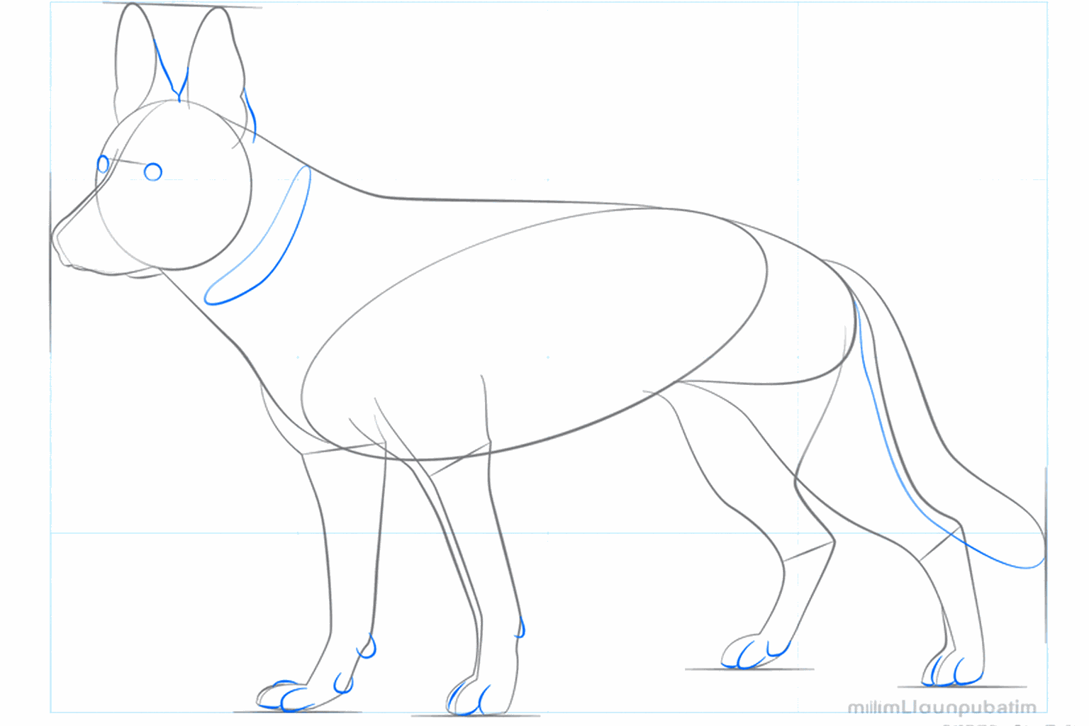 Ronde hondepootjes en een dikke, pluizige staart.