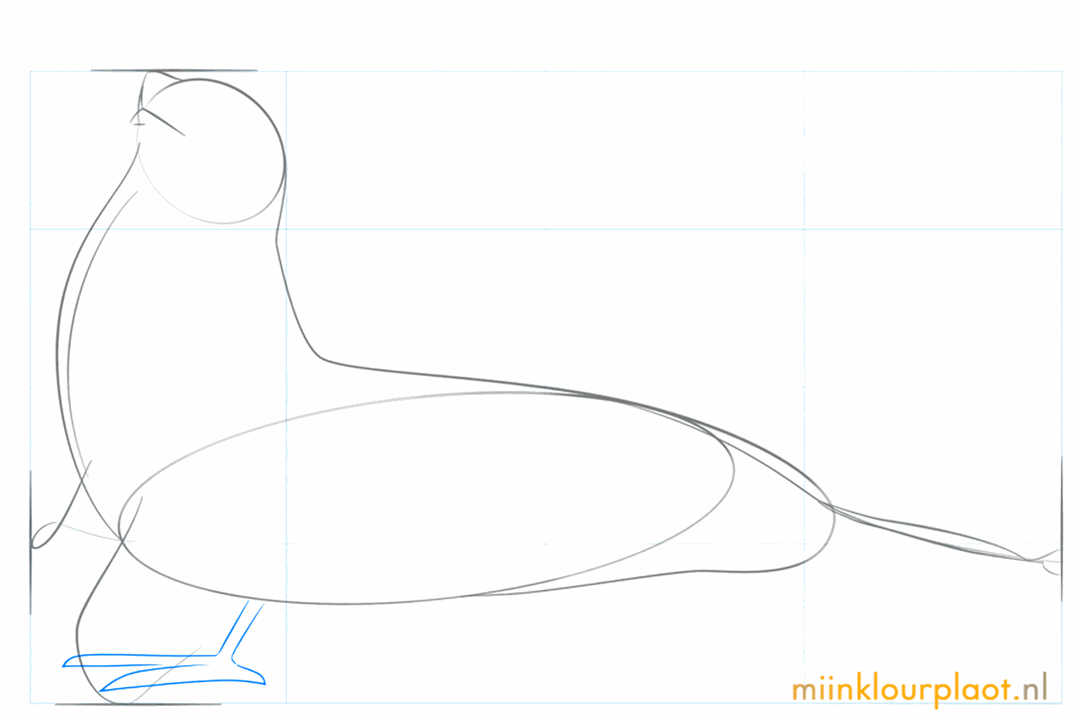 Hulplijnen voor de achtervinnen van de zeeleeuw aan het einde van het lichaam.