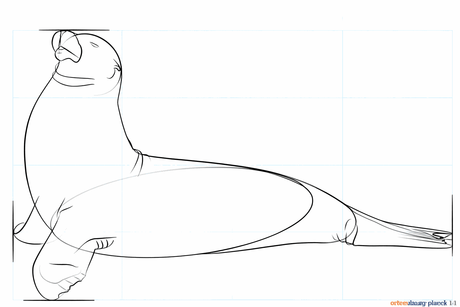 Het oog van de zeeleeuw en lijntjes op de vinnen.