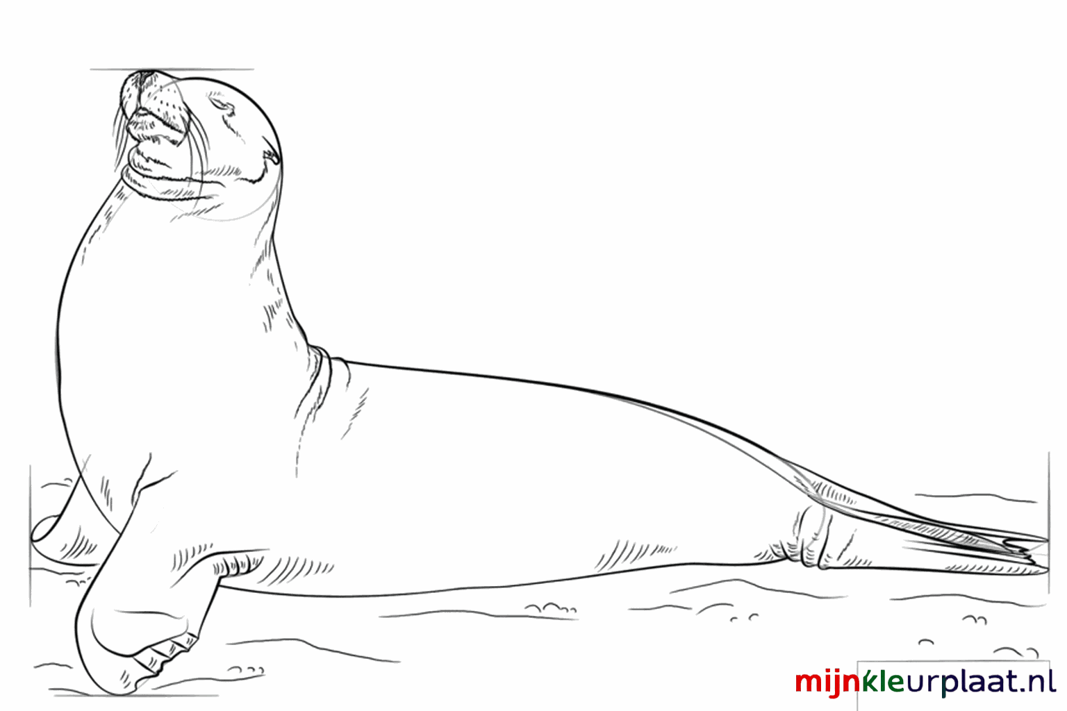 De neus en mond van de zeeleeuw worden getekend.
