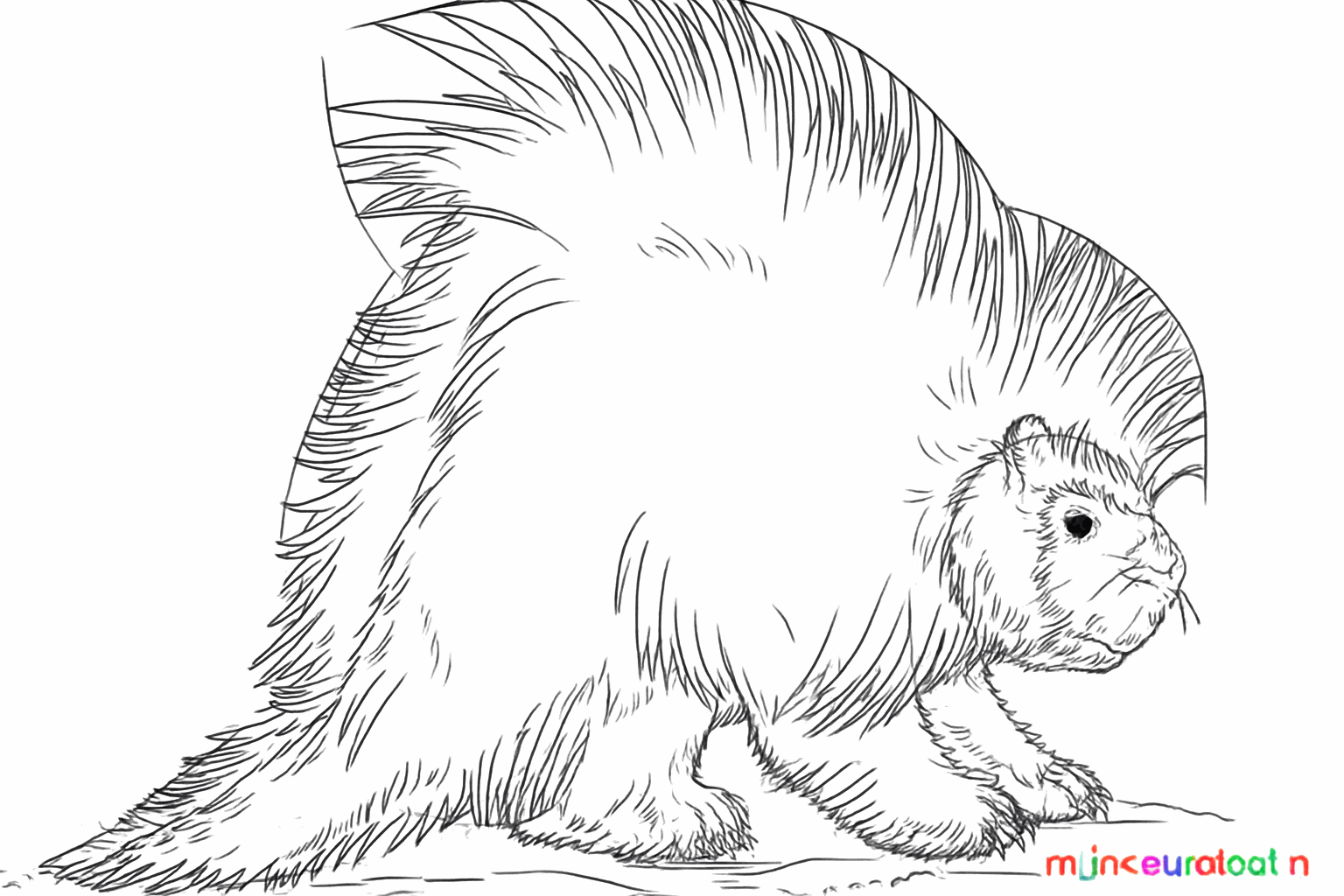 Het stekelvarken krijgt nu veel scherpe stekels over zijn hele rug.