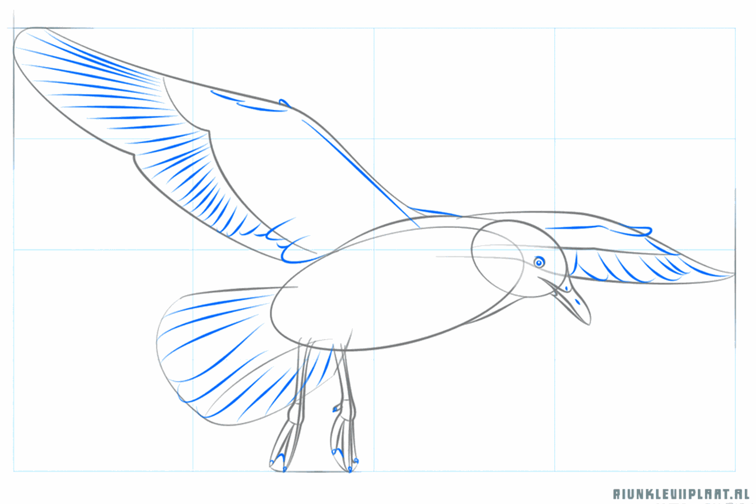 Poten met tenen en de onderkant van de vleugel van de zeemeeuw.