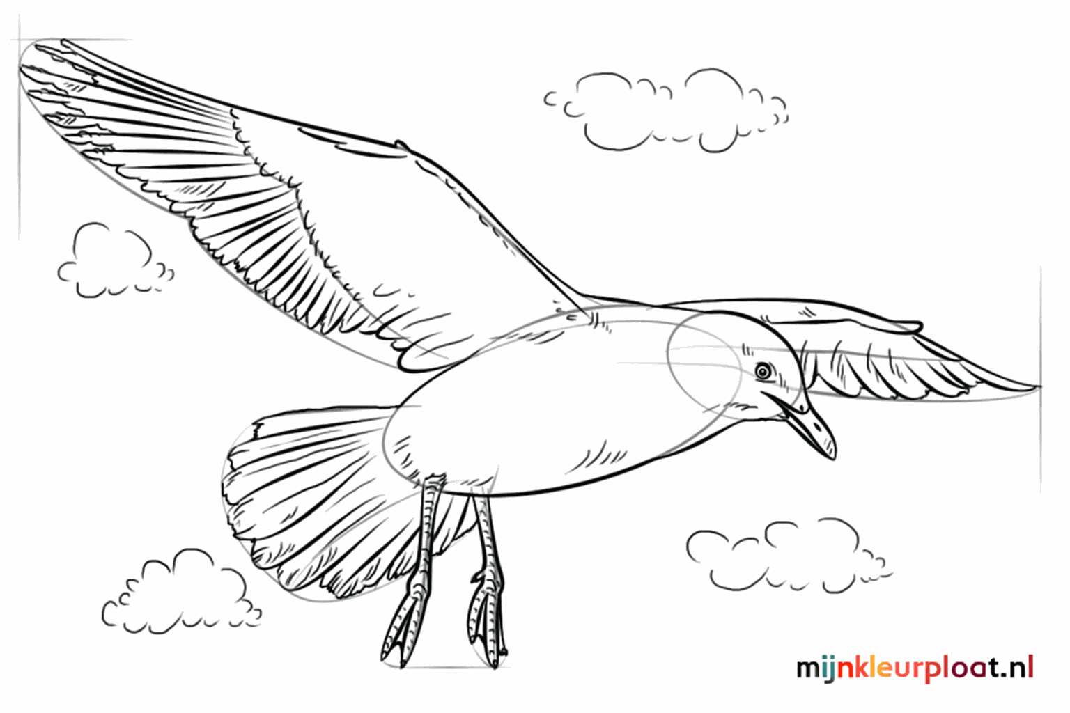 Details van veren op de vleugels en kleine nagels aan de poten.