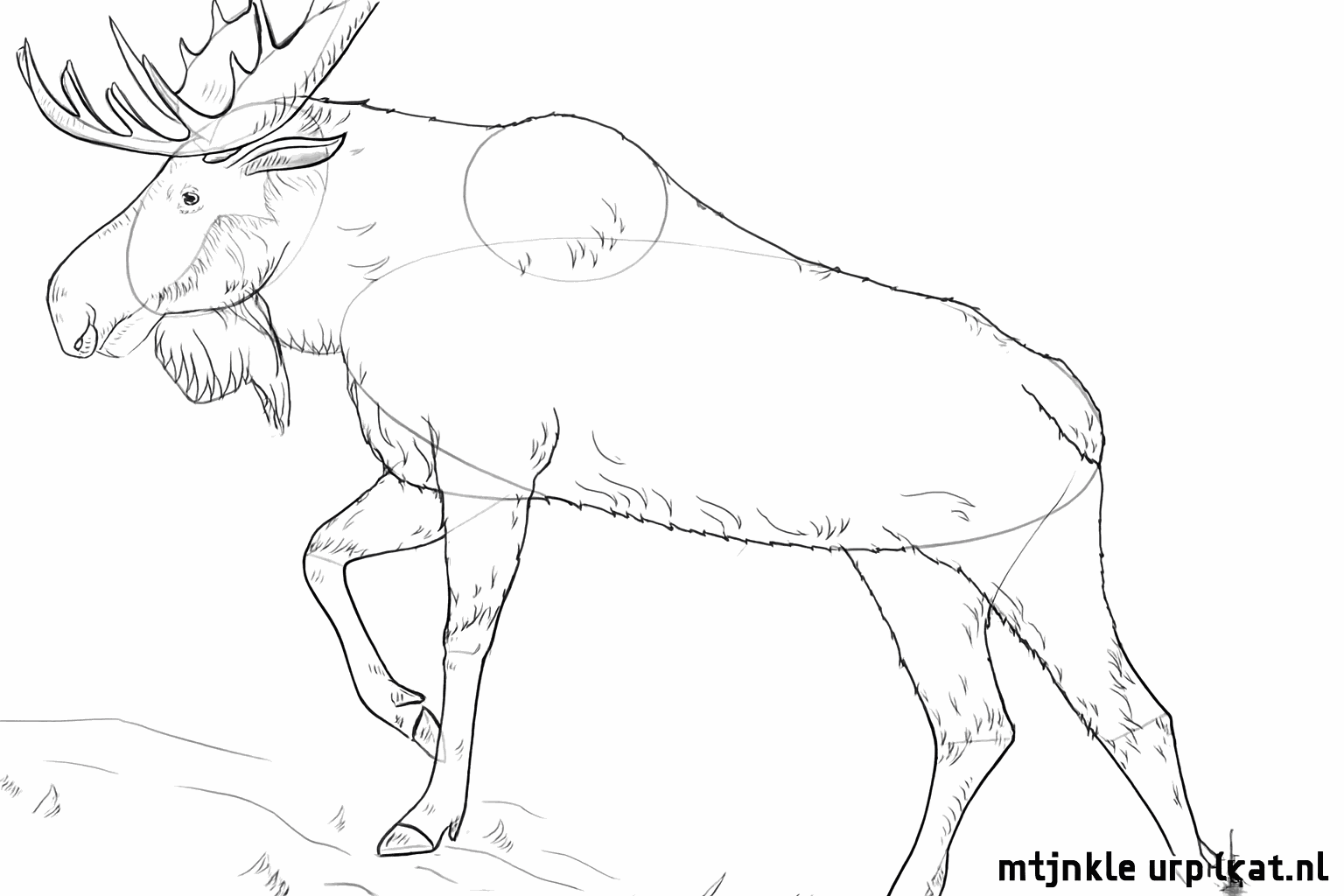 Werk de details van het gewei en de spieren van de eland uit.