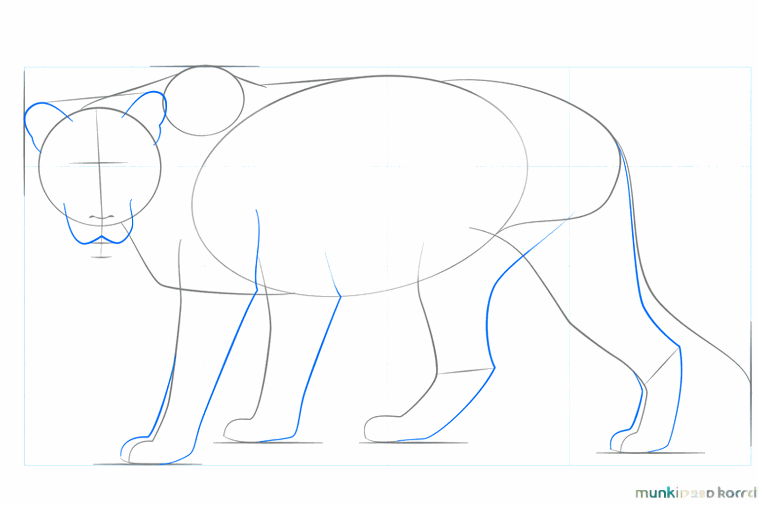 Dikkere poten en de vorm van de snuit van de leeuwin schetsen.