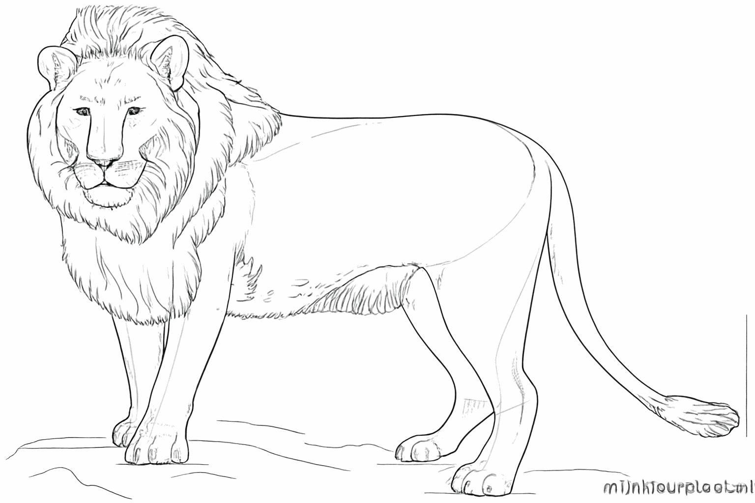 Gedetailleerde manen en een pluimstaart voor de leeuw.