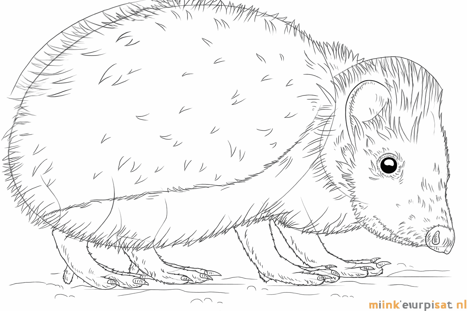 Een egel met veel kleine stekeltjes op zijn rug getekend.