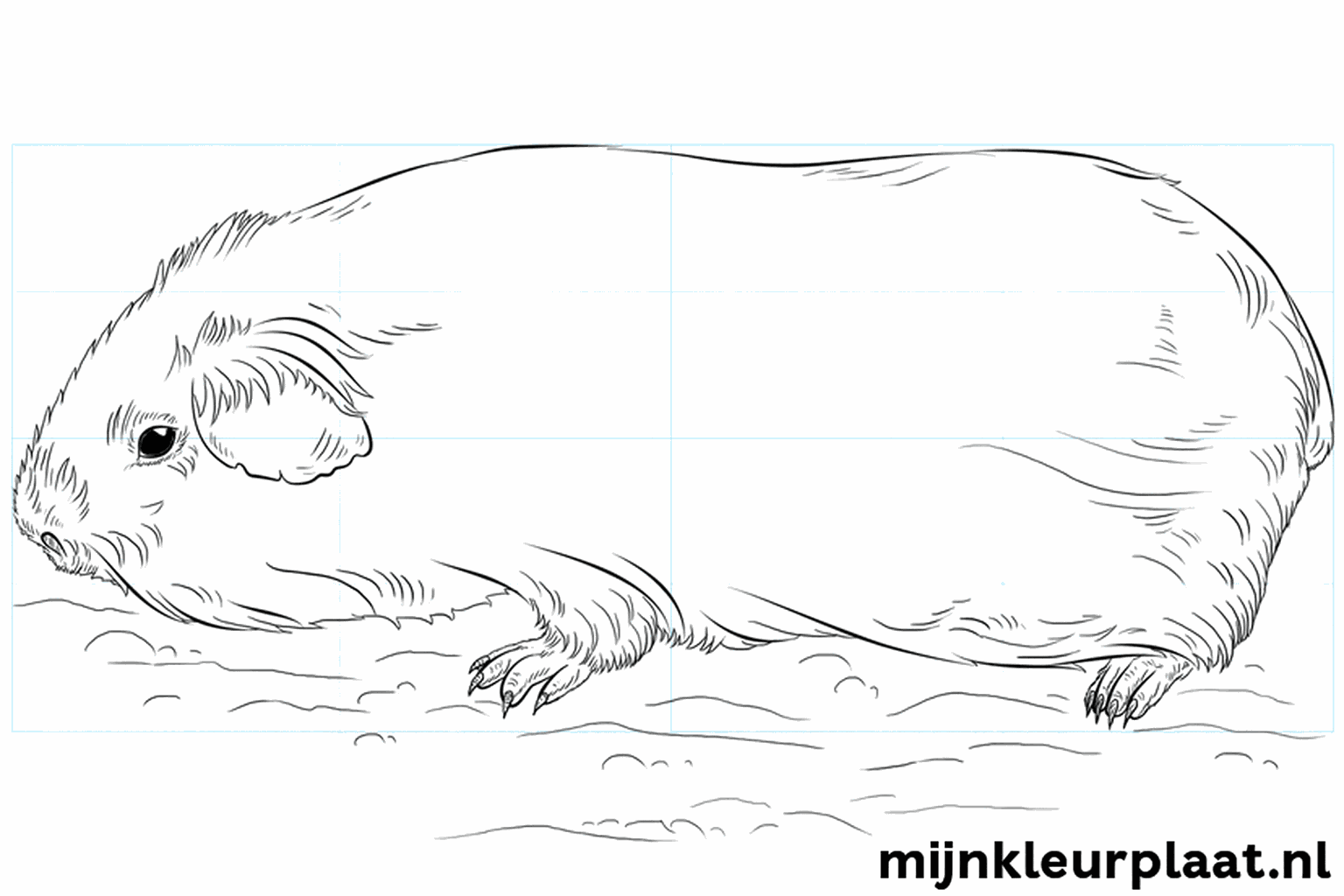 Een schattige cavia tekenen in 8 simpele stappen