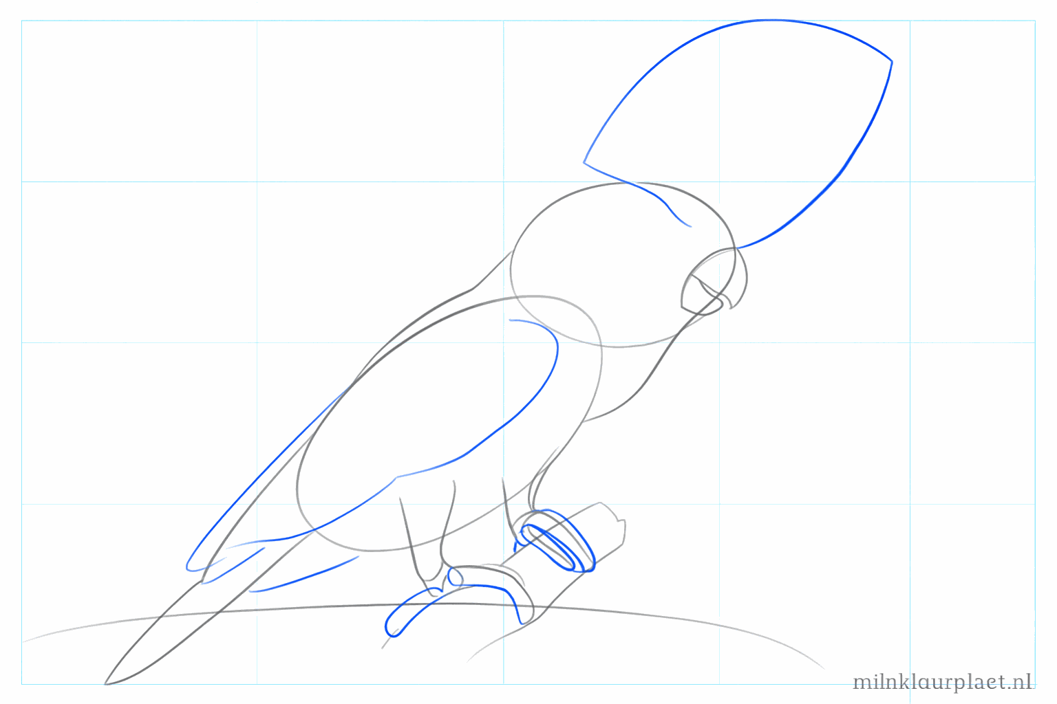 De vleugel, tenen op de tak en de eerste lijnen van de kuif bovenop de kop.