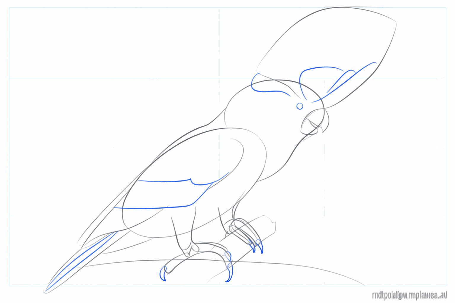 Details van de veren in de kuif, staart en vleugels.