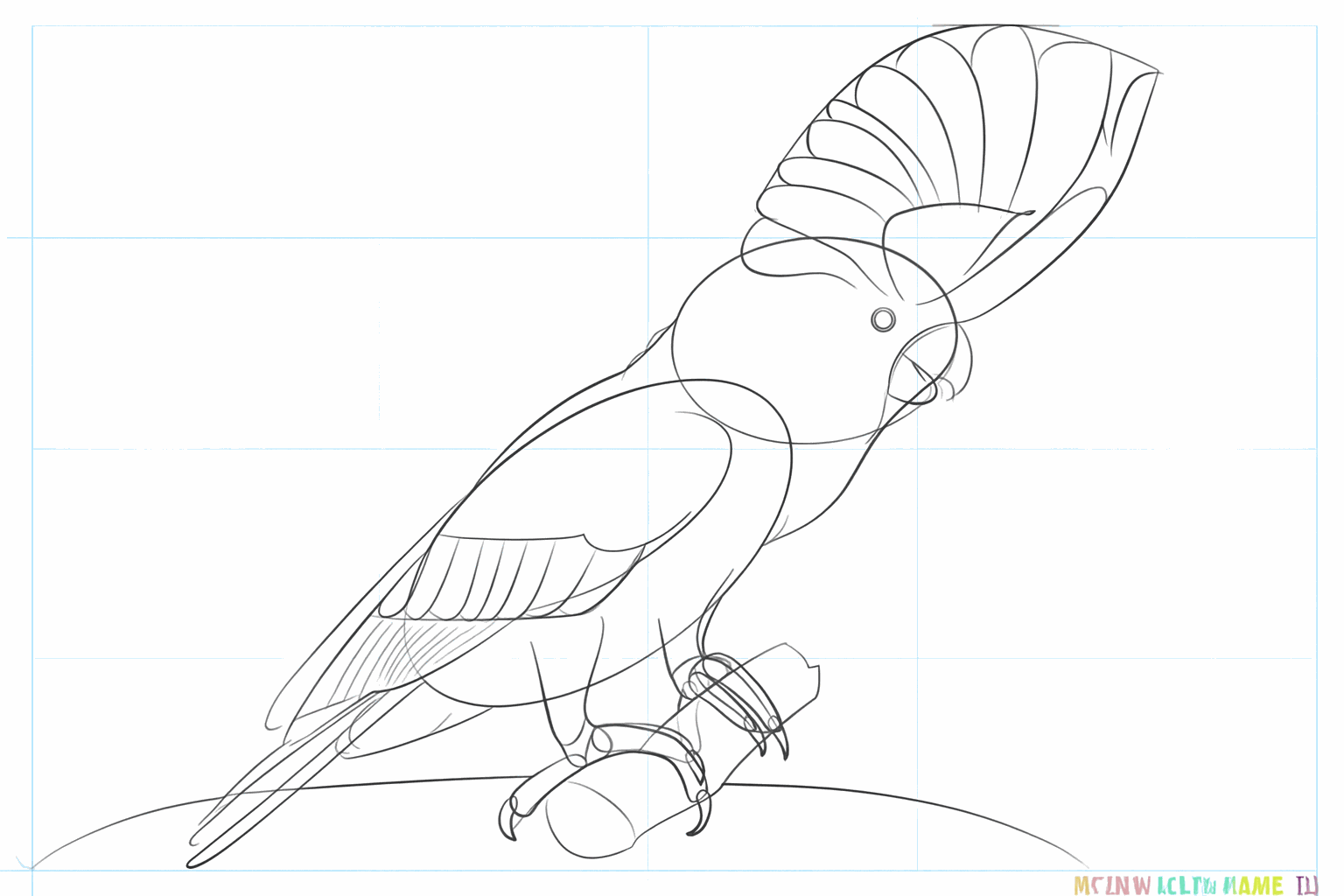 Het oog van de kaketoe en kleine scherpe nagels aan de tenen.