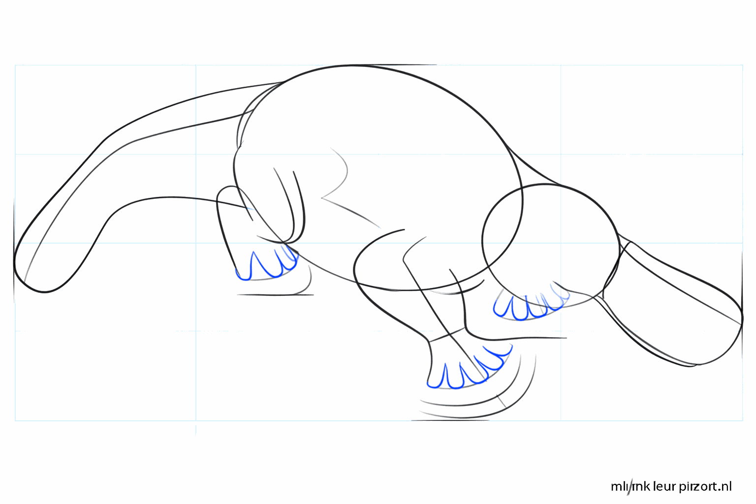 Een brede, platte staart getekend aan het einde van het lichaam.