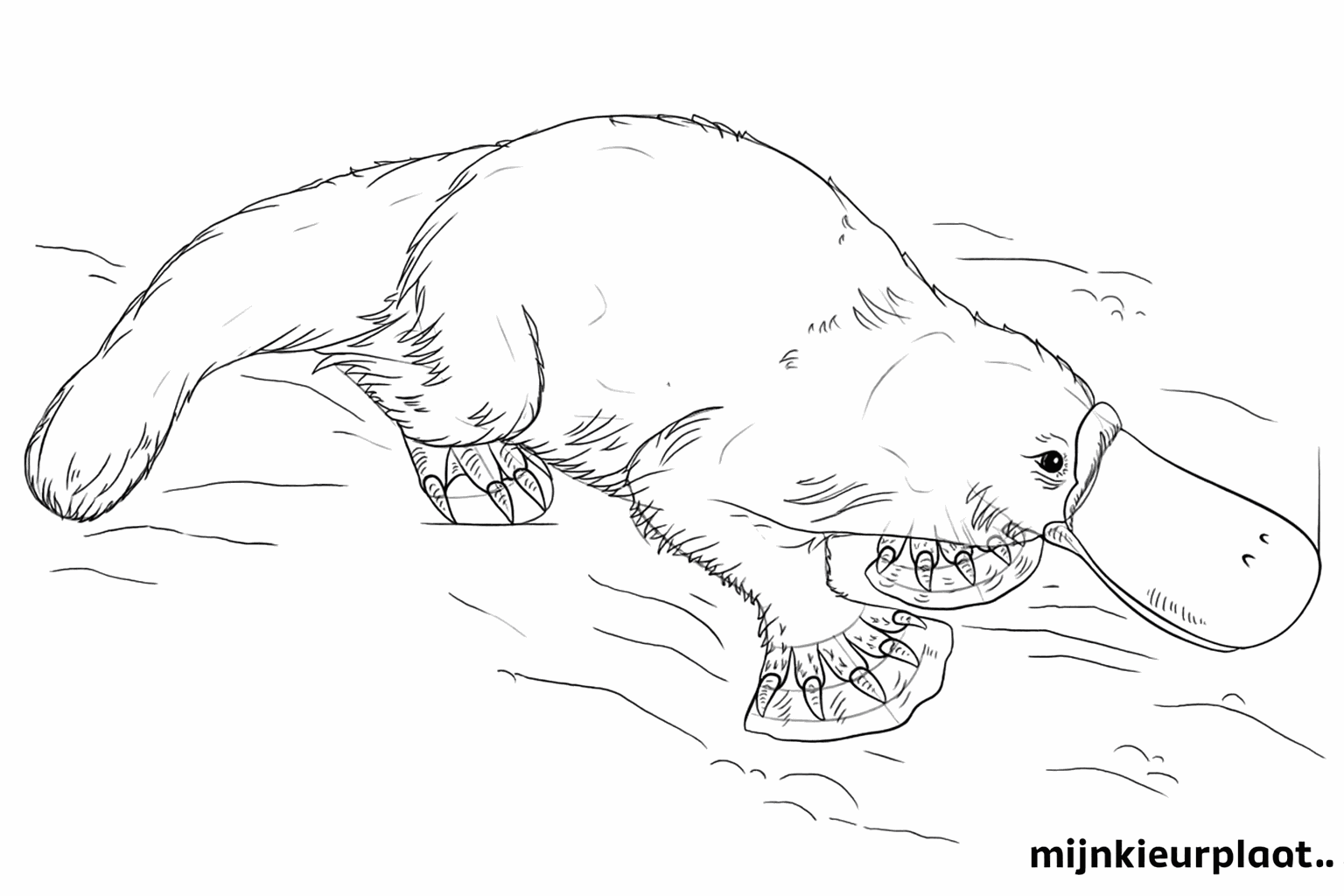 Het vogelbekdier krijgt details zoals vachtstructuur en duidelijke lijnen.